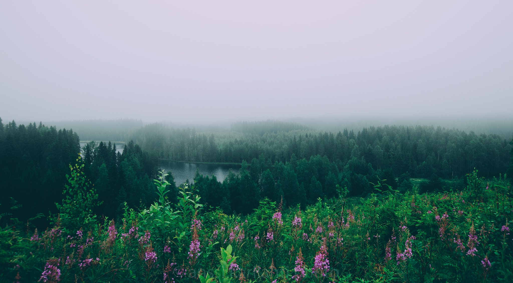 Nikon D300 sample photo. Mist over forest photography