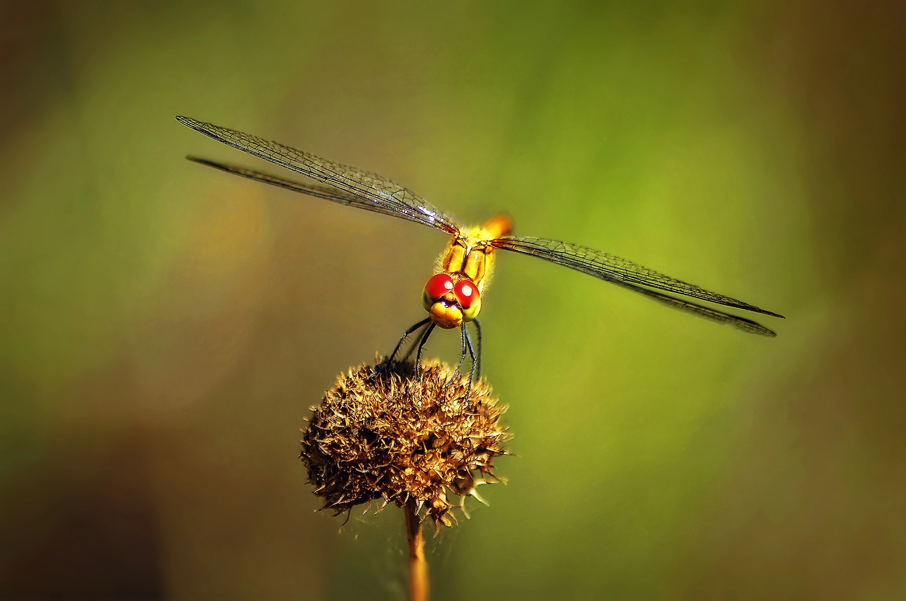 Pentax K-r sample photo. Dragonfly photography