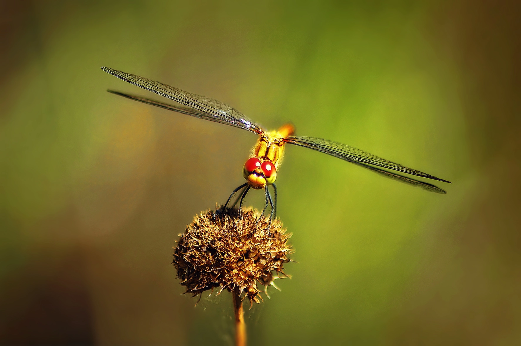 Pentax K-r + Tamron AF 70-300mm F4-5.6 Di LD Macro sample photo. Dragonfly photography