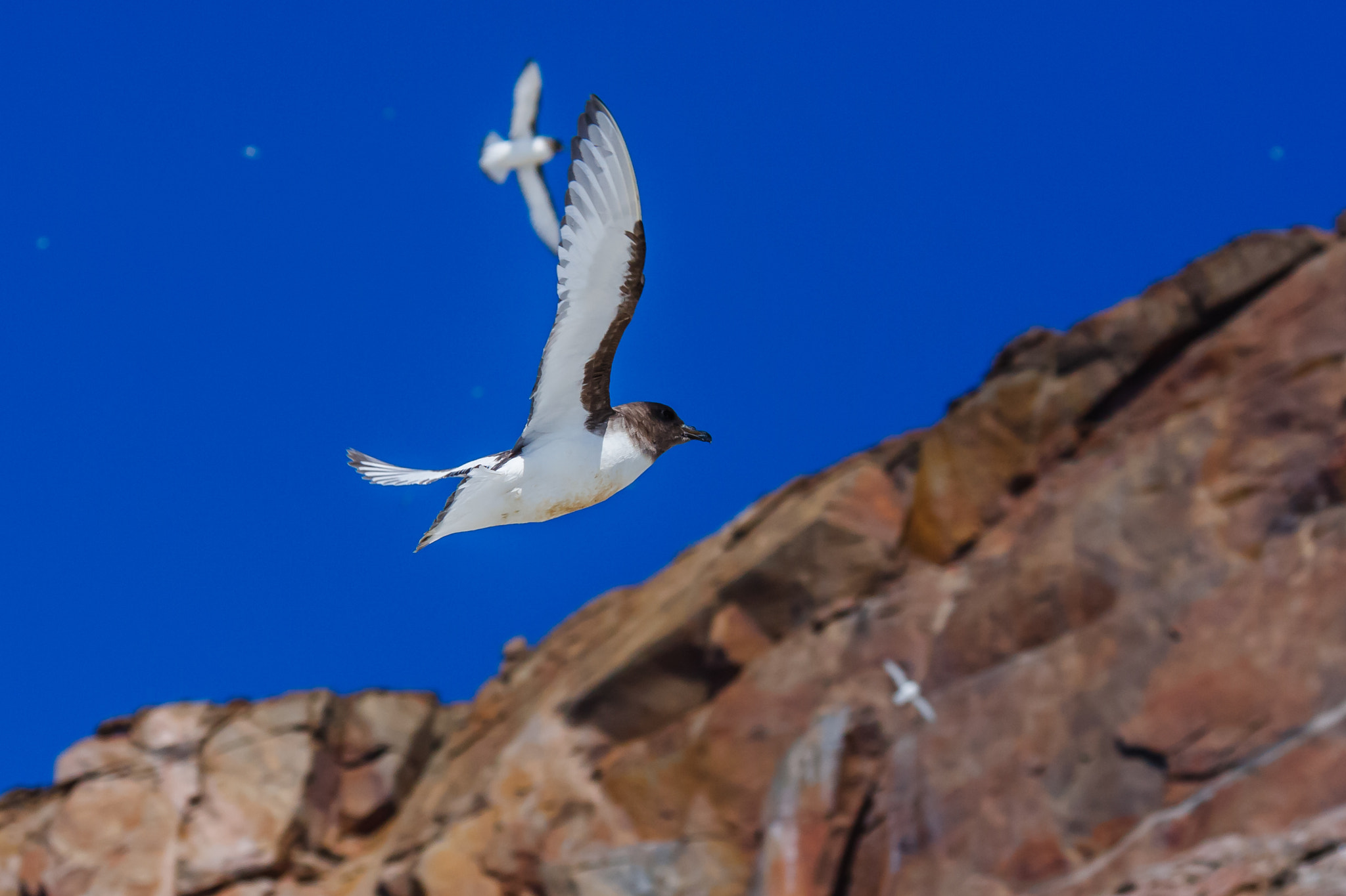 Canon EF 100-400mm F4.5-5.6L IS USM sample photo. Antarctic petrel  photography