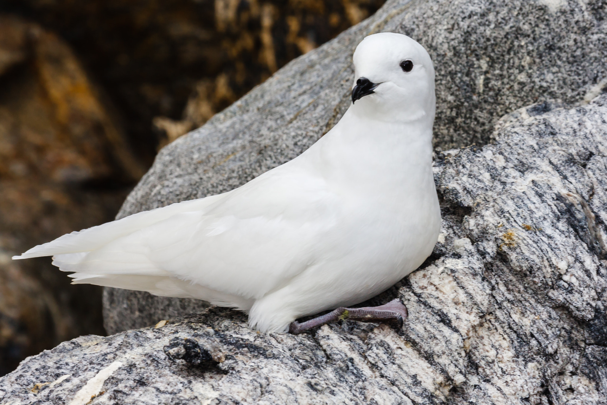 Canon EF 100-400mm F4.5-5.6L IS USM sample photo. Snow petrel inland antarctica photography
