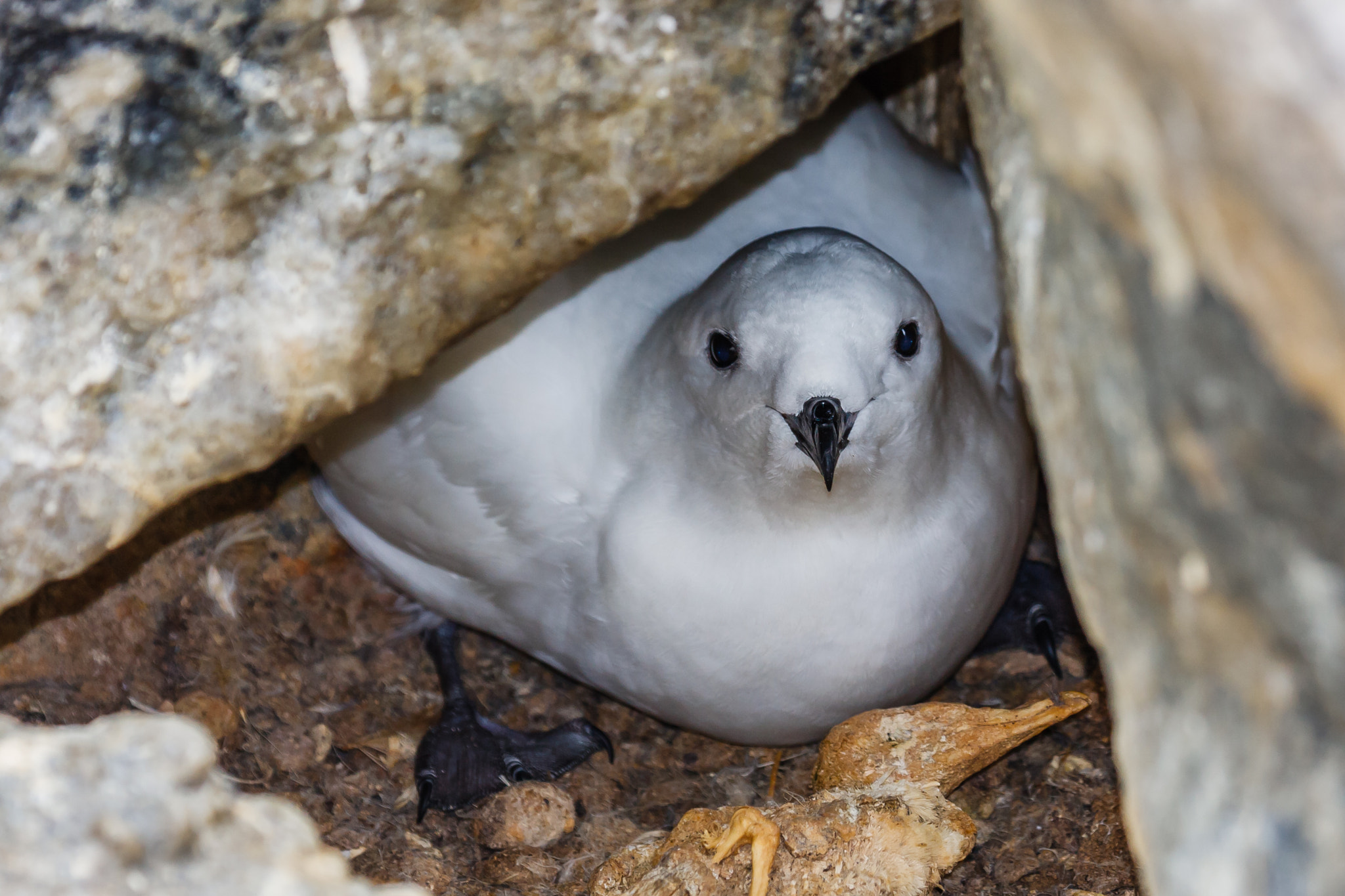 Canon EF 100-400mm F4.5-5.6L IS USM sample photo. Snow petrel on nest in antarctica photography