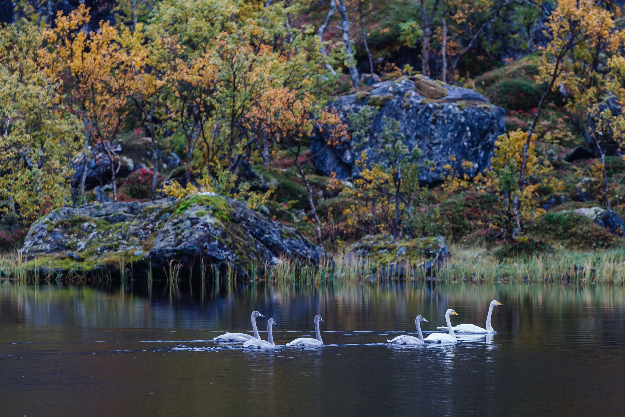 Canon EF 300mm F2.8L IS USM sample photo. Whooper swans with chicks, norway photography