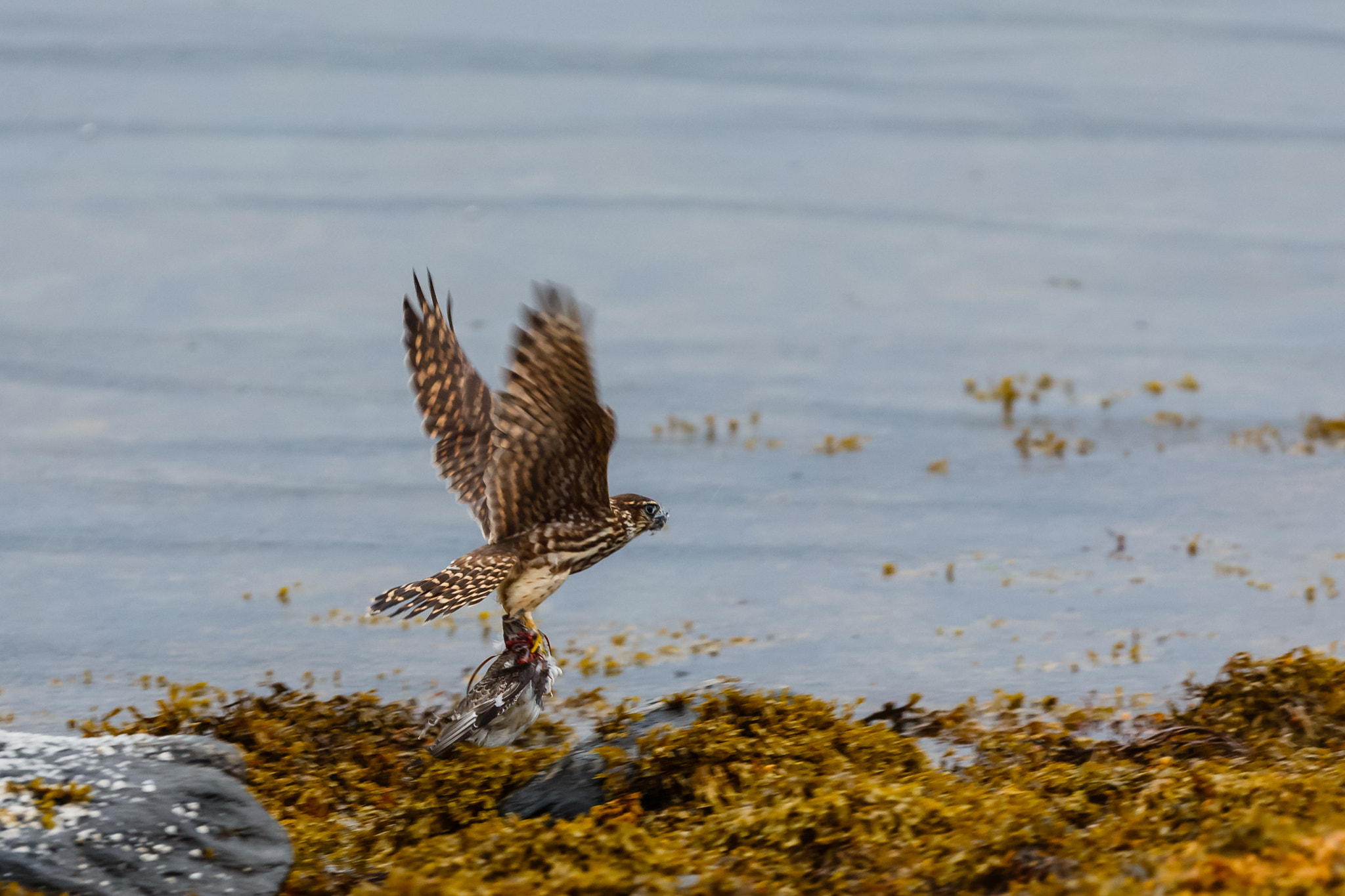 Canon EF 300mm F2.8L IS USM sample photo. Merlin with prey photography