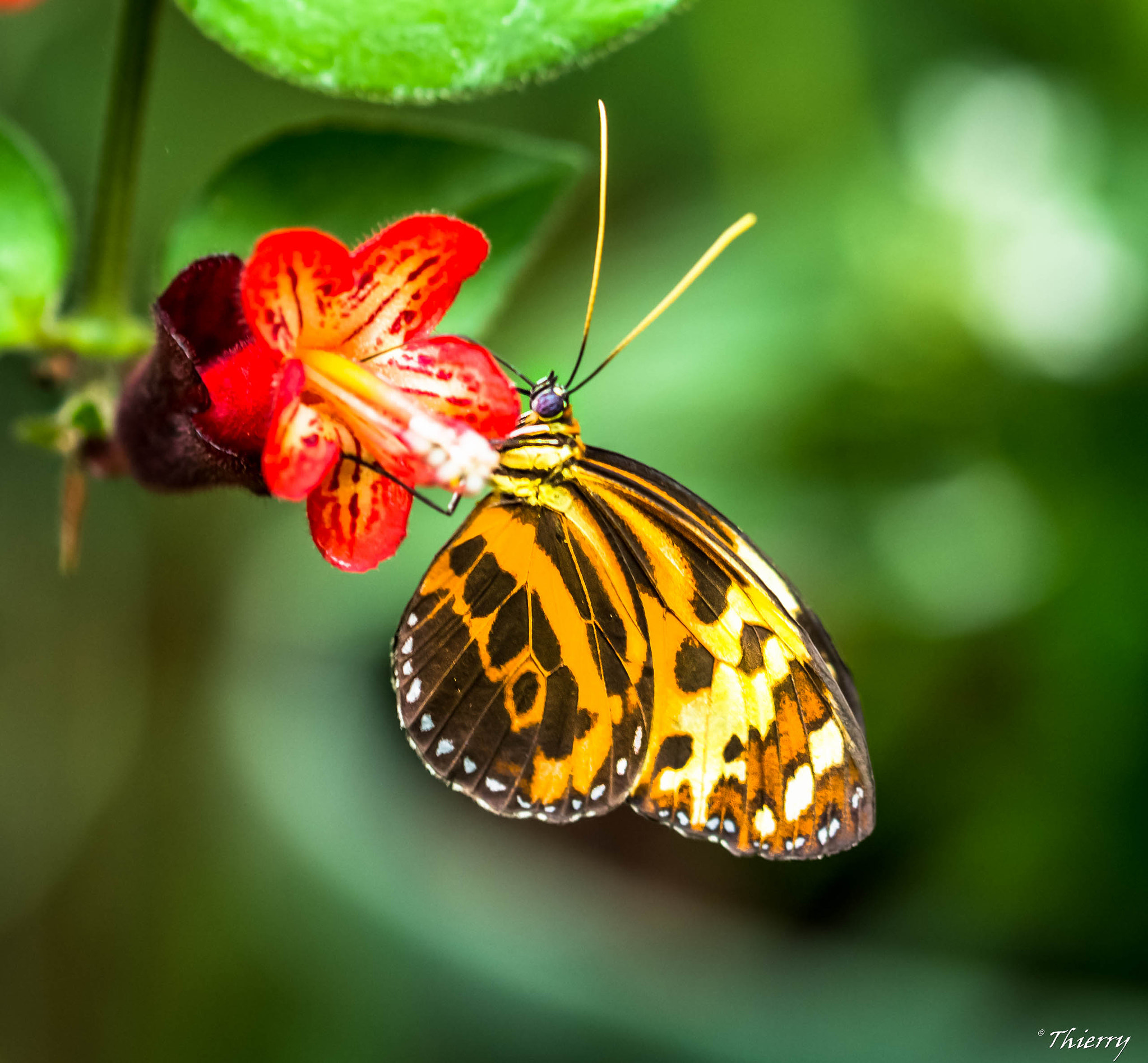 Nikon D600 sample photo. Papillon photography