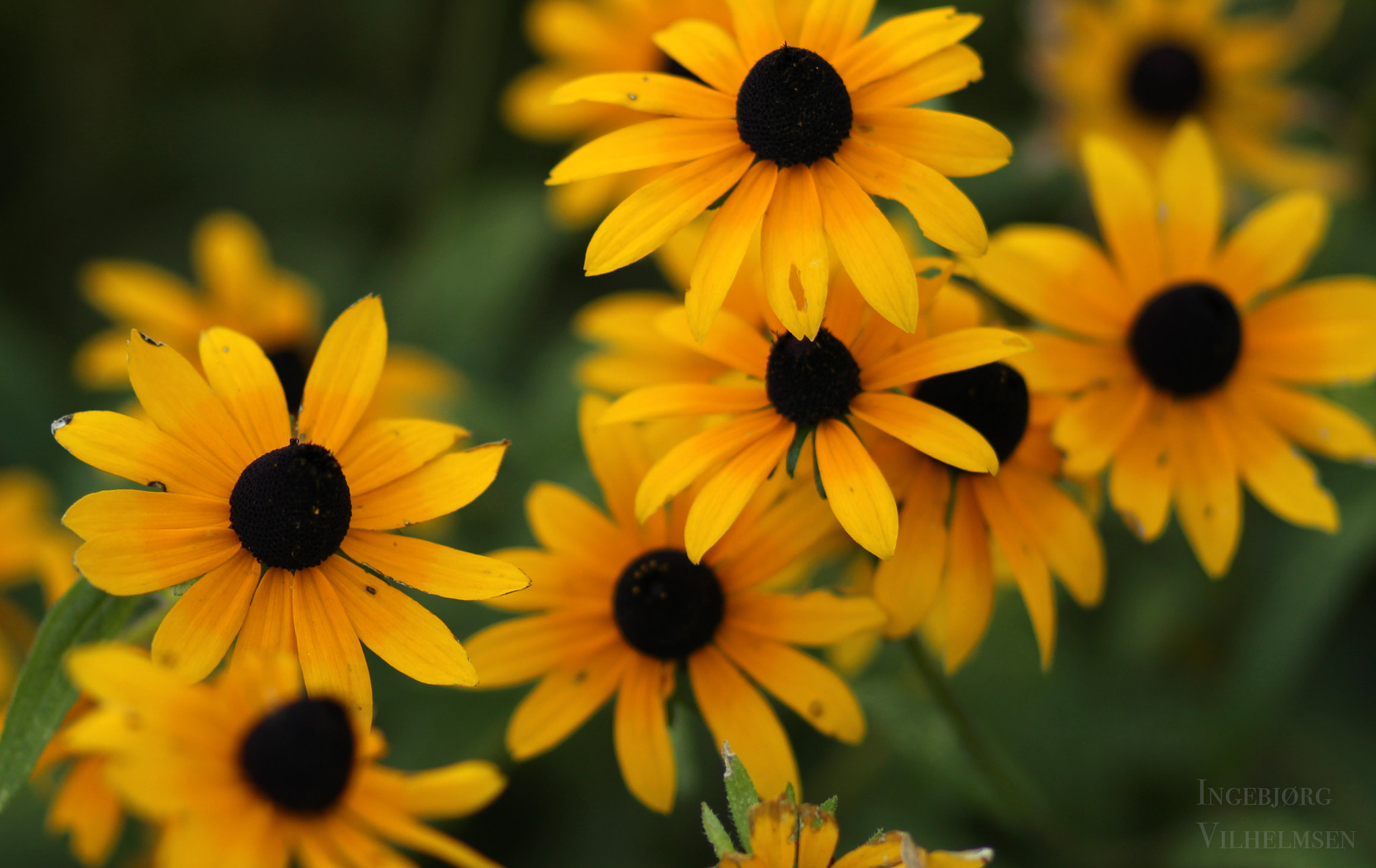 Canon EOS 100D (EOS Rebel SL1 / EOS Kiss X7) + Canon EF 85mm F1.8 USM sample photo. Yellow flowers photography