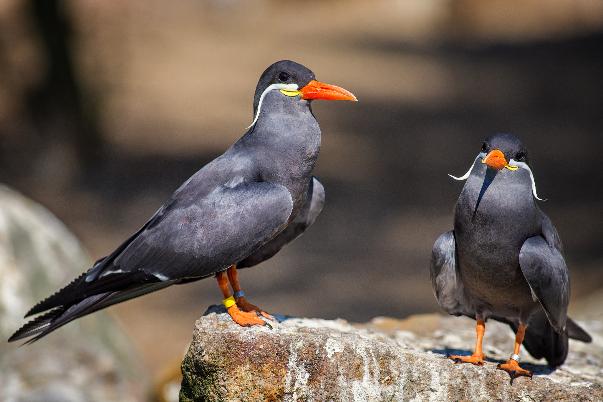 Pentax K-1 sample photo. Beautiful birds photography