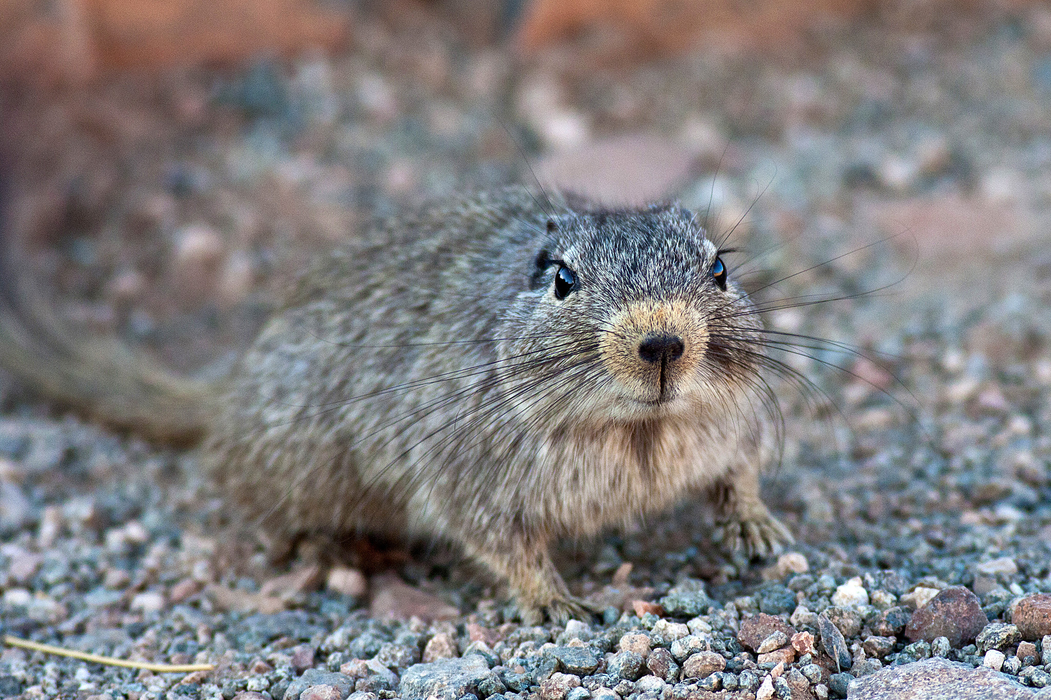 Canon EOS 50D + Canon EF 400mm F5.6L USM sample photo. Nosy critter photography