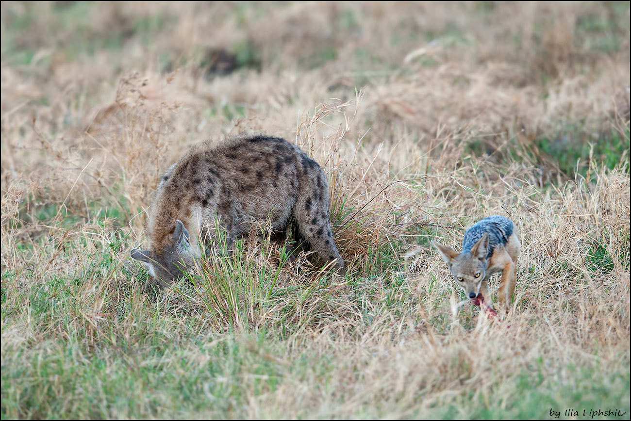 Canon EF 300mm F2.8L IS USM sample photo. Eating together photography