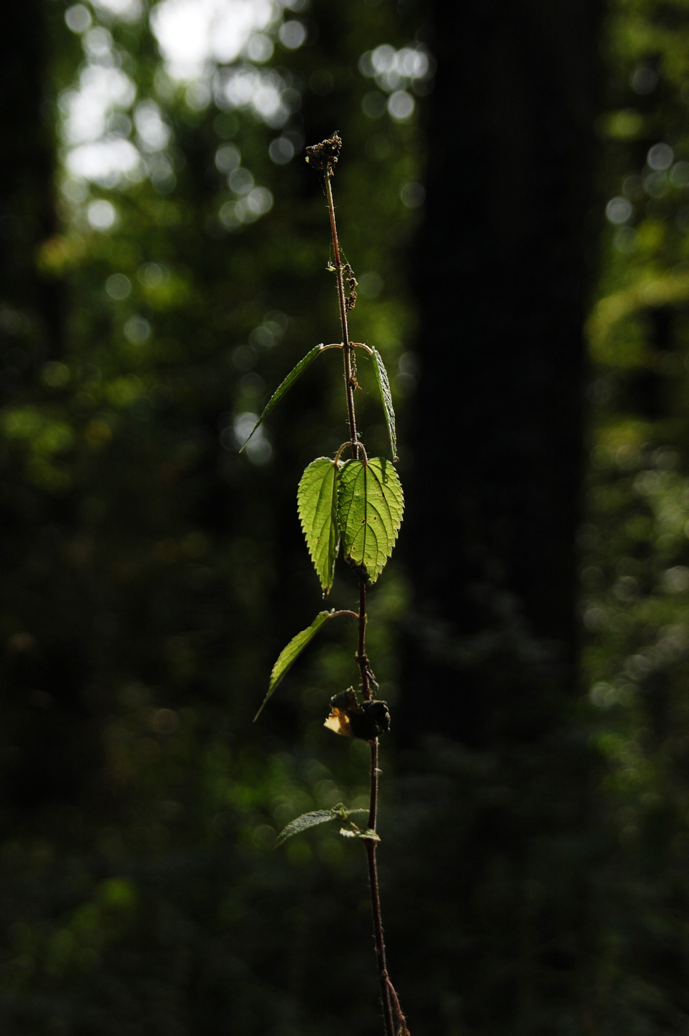 Nikon D40 + Sigma 18-200mm F3.5-6.3 DC sample photo. To the top photography