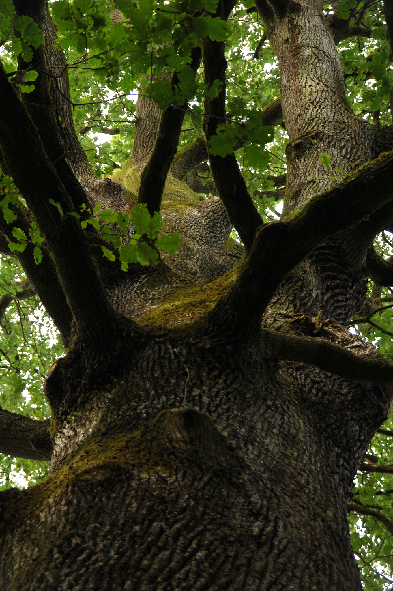 Nikon D40 + Sigma 18-200mm F3.5-6.3 DC sample photo. Arms of nature photography