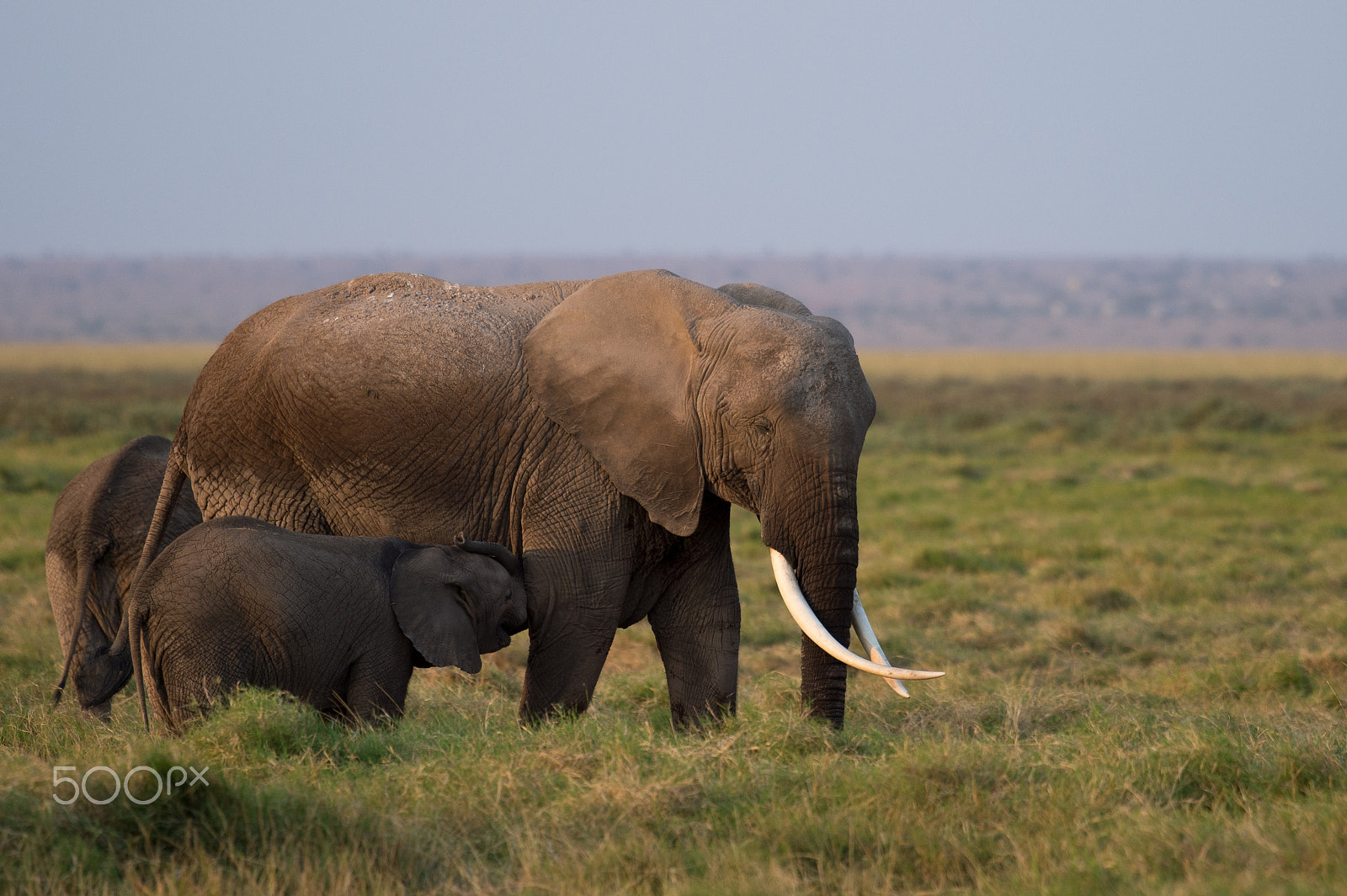Nikon AF-S Nikkor 200-500mm F5.6E ED VR sample photo. Maternal bond photography