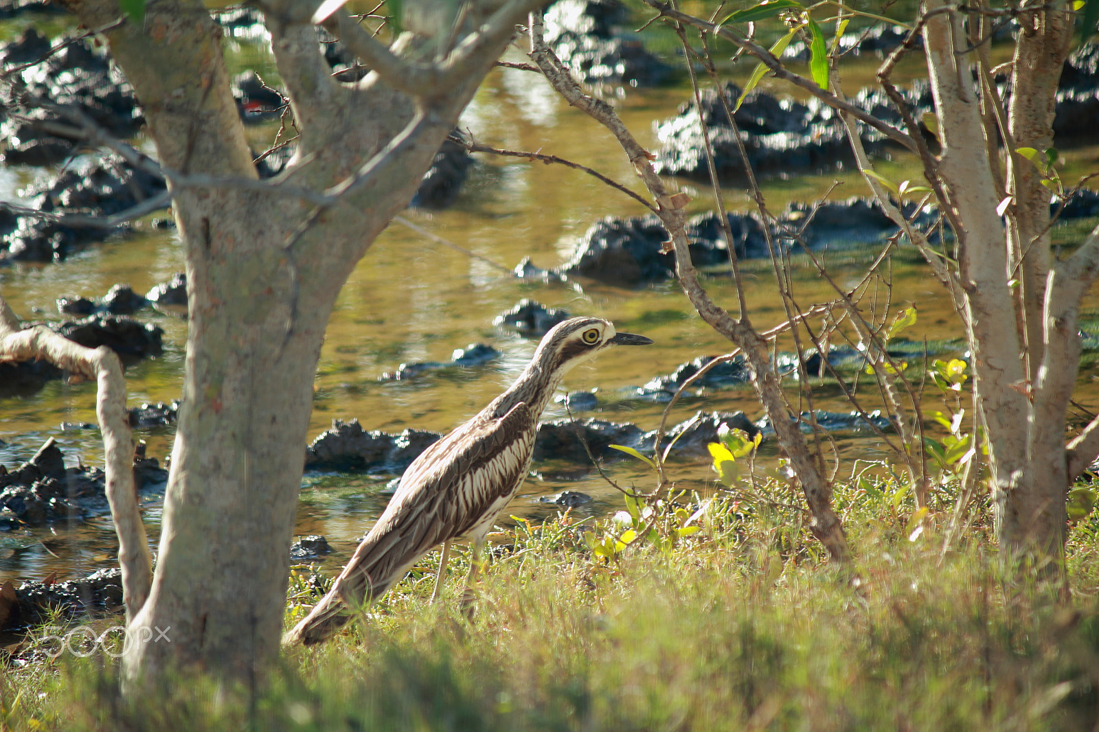 Canon EF-S 55-250mm F4-5.6 IS sample photo. Bush thick knee photography