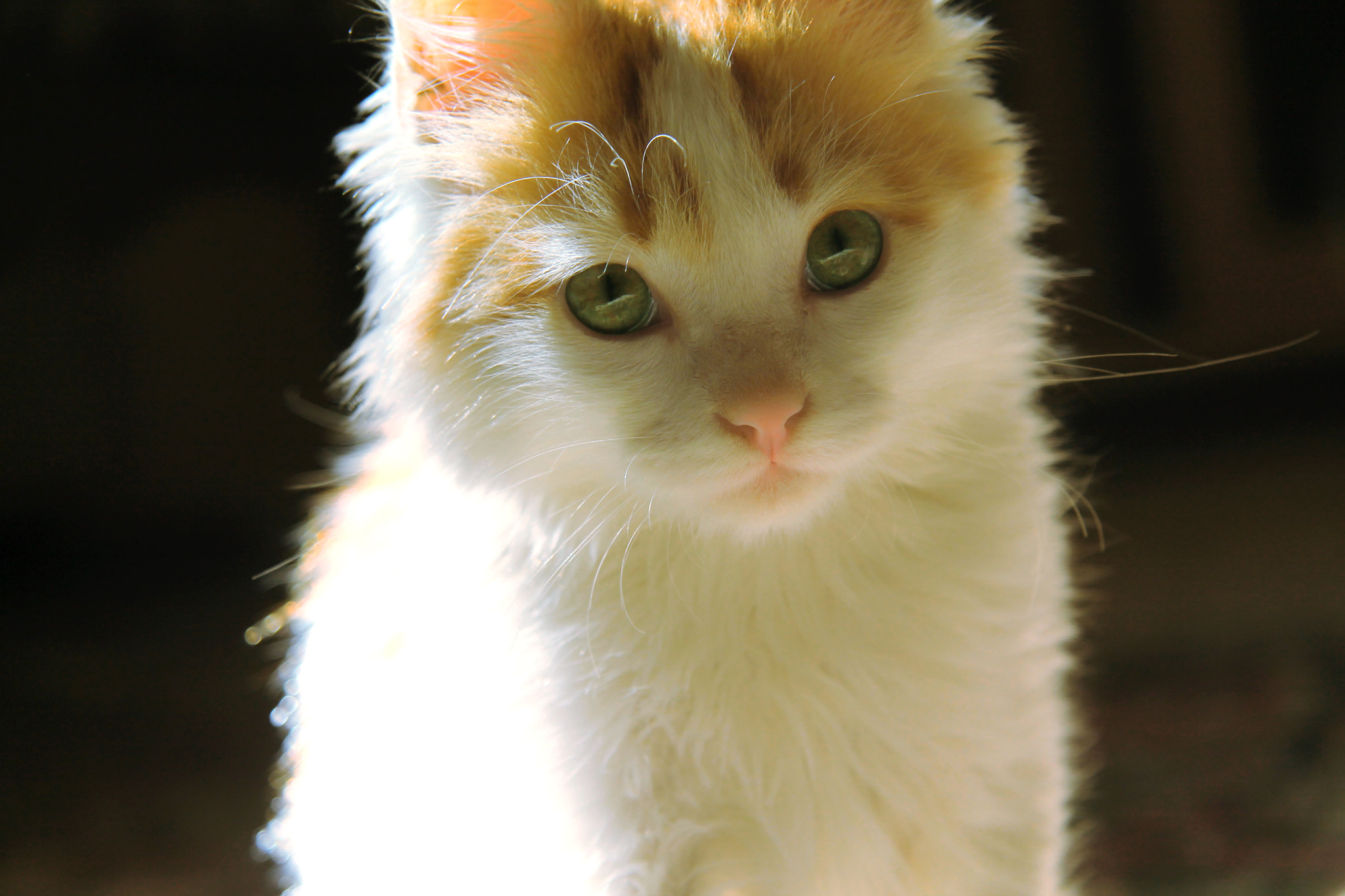 Canon EF-S 17-85mm F4-5.6 IS USM sample photo. Aidkom moubark ...my cat photography