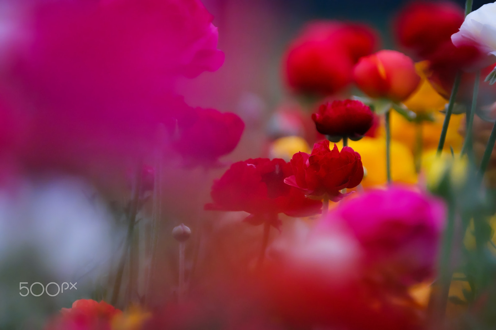 XF100-400mmF4.5-5.6 R LM OIS WR + 1.4x sample photo. Bustling photography