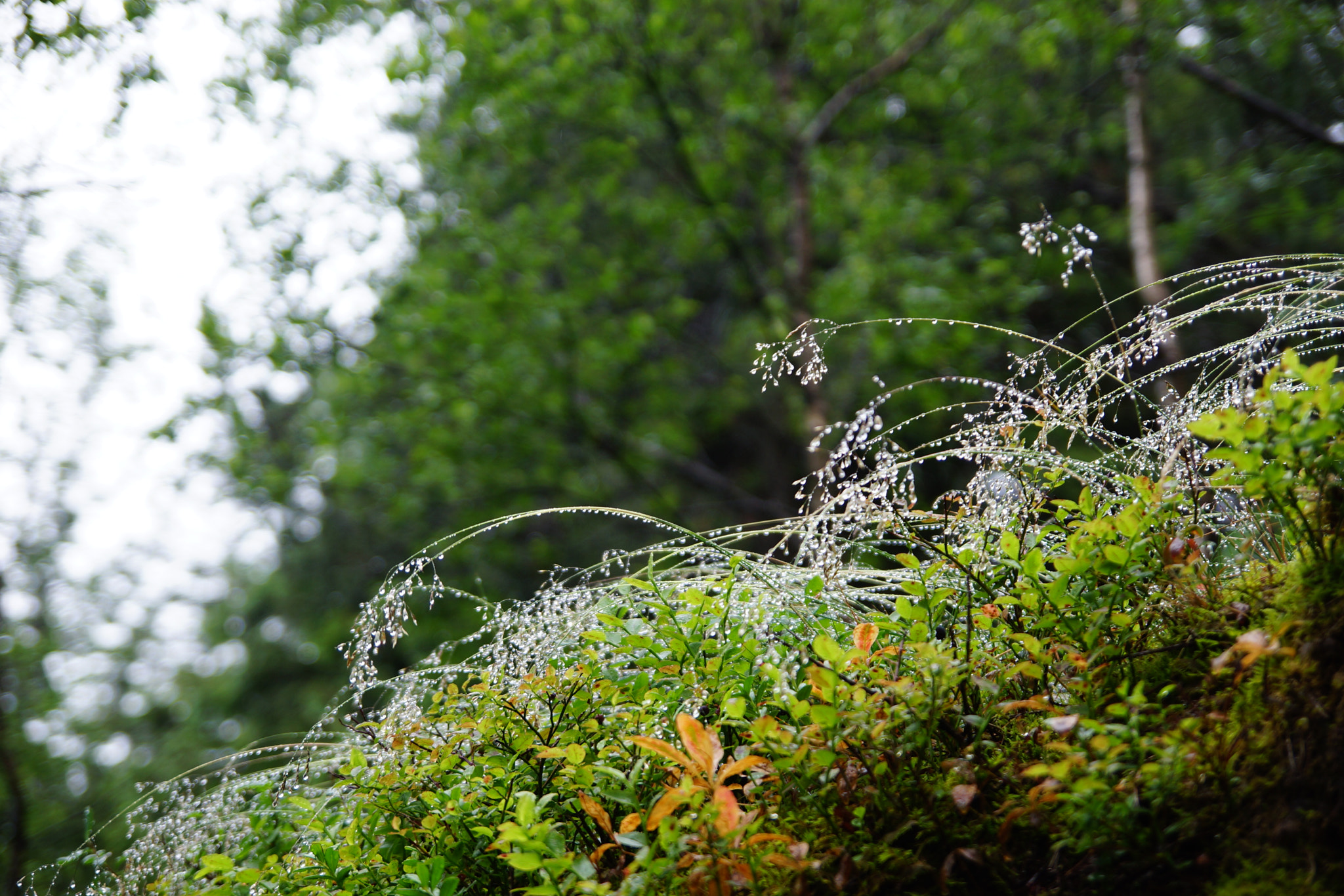 Sony SLT-A65 (SLT-A65V) sample photo