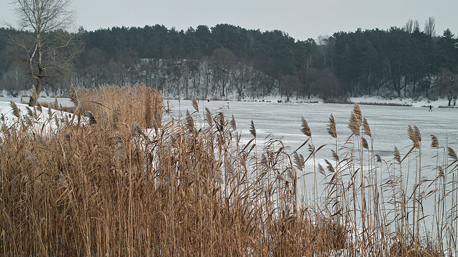 Sigma DP2 sample photo. Reed and winter. photography