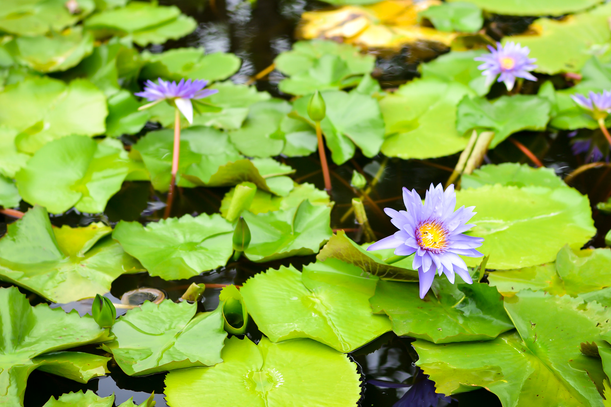 Nikon D3100 + Nikon AF Nikkor 50mm F1.4D sample photo. Purple water lily photography