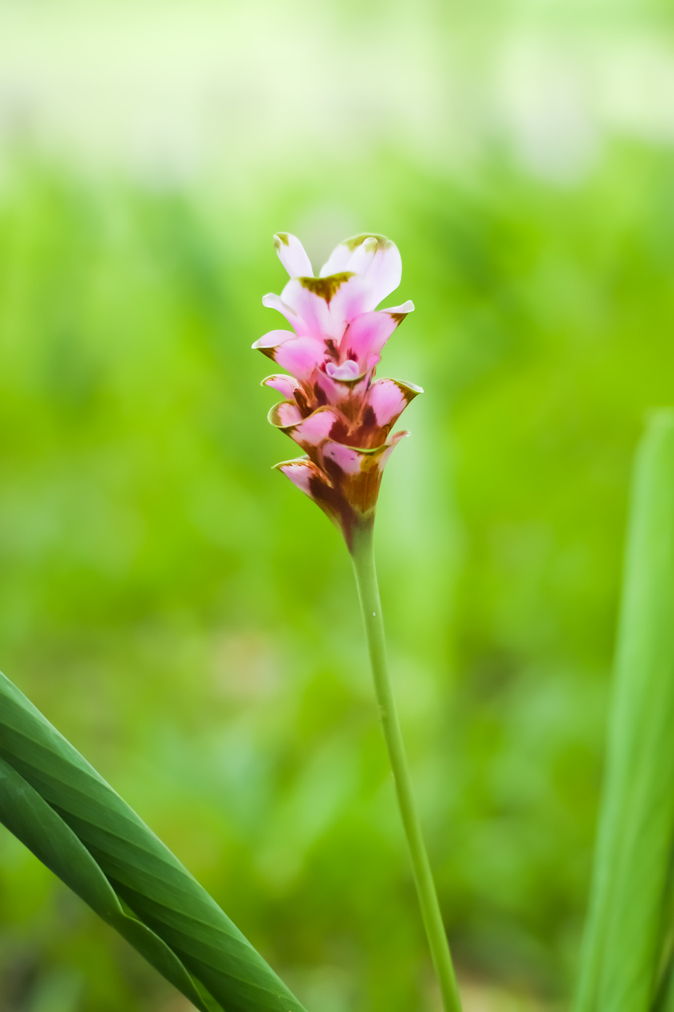 Nikon D3100 + Nikon AF Nikkor 50mm F1.4D sample photo. Siam tulips are blooming in the garden photography