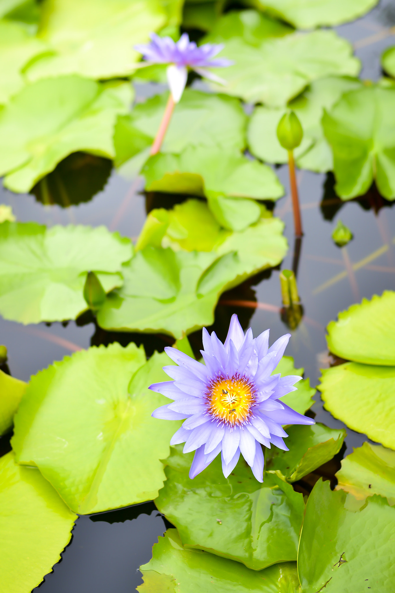 Nikon D3100 + Nikon AF Nikkor 50mm F1.4D sample photo. Purple water lily photography