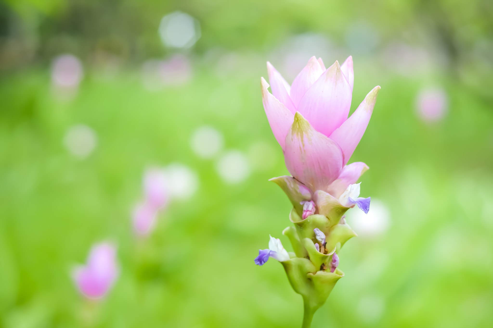 Nikon D3100 + Nikon AF Nikkor 50mm F1.4D sample photo. Siam tulips are blooming in the garden photography