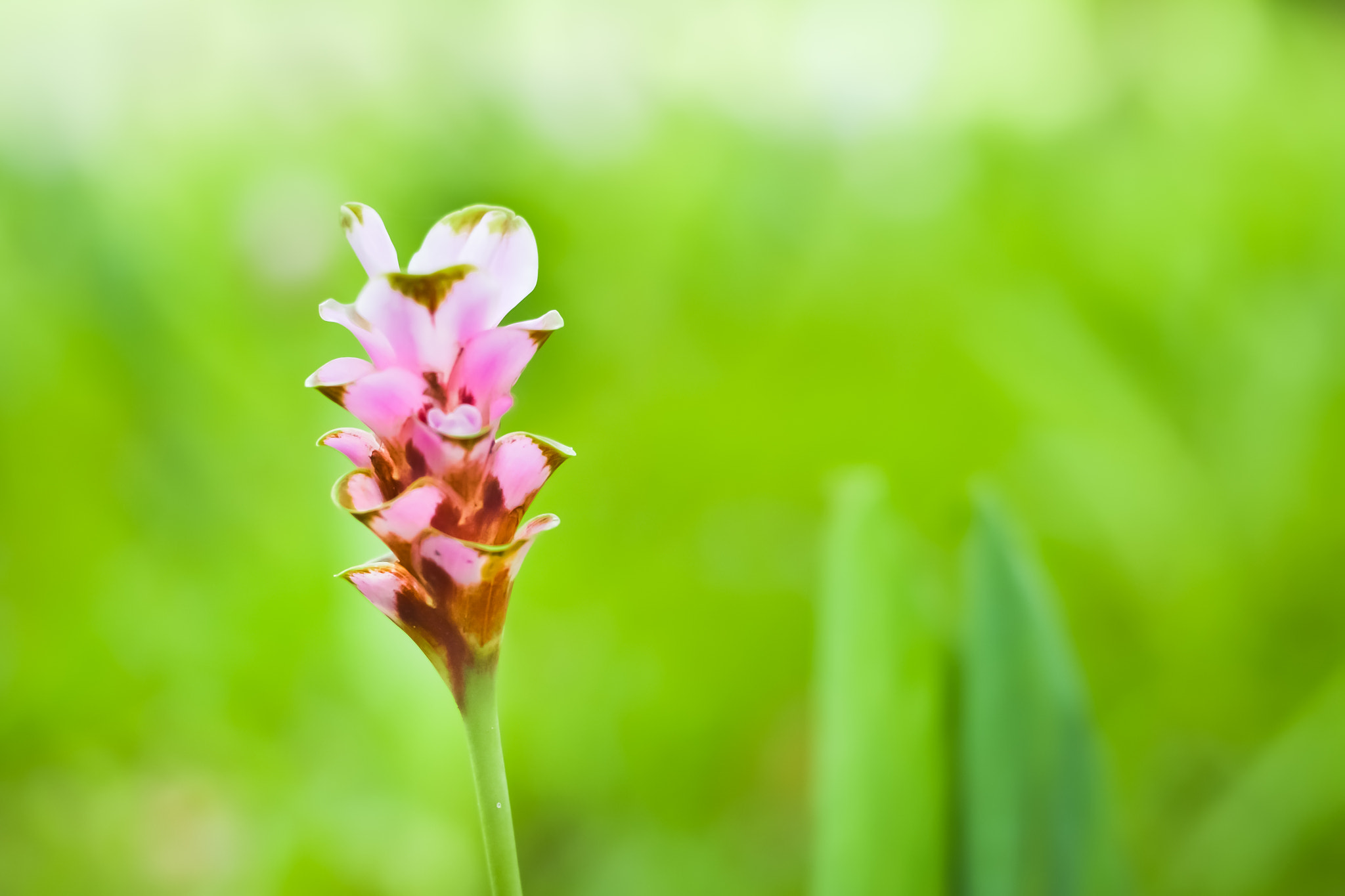 Nikon D3100 + Nikon AF Nikkor 50mm F1.4D sample photo. Siam tulips are blooming in the garden photography