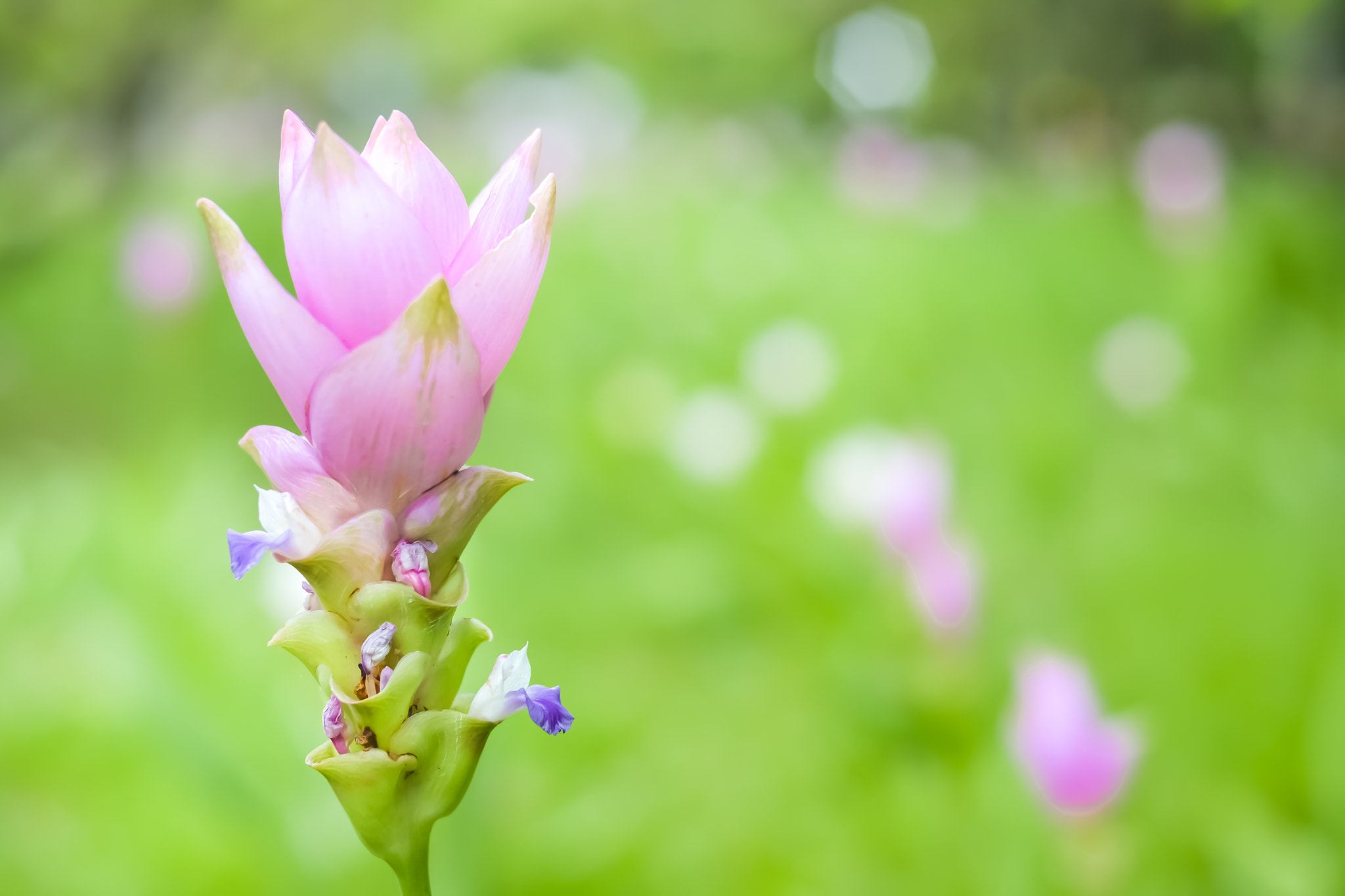 Nikon D3100 + Nikon AF Nikkor 50mm F1.4D sample photo. Siam tulips are blooming in the garden photography