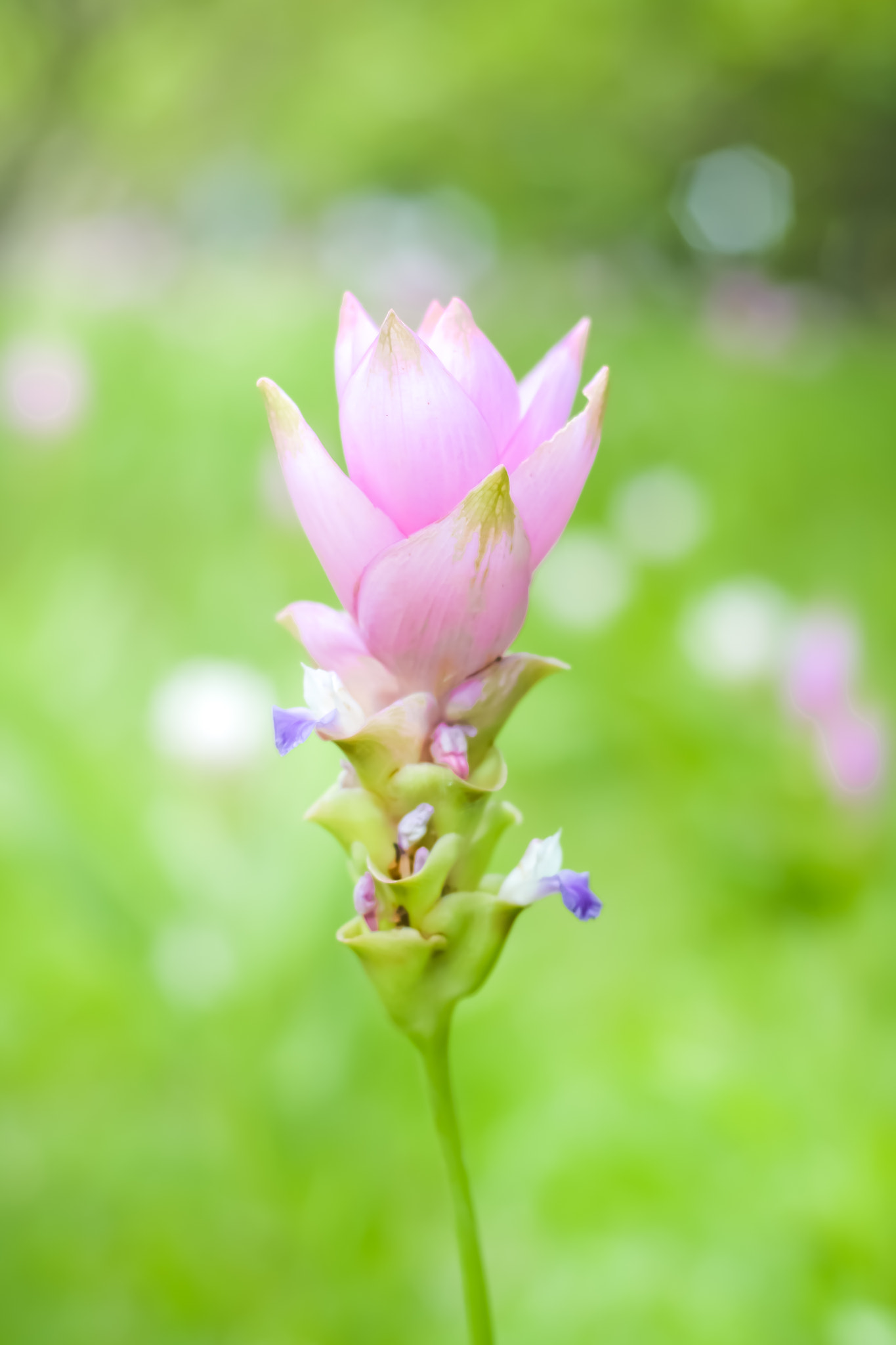 Nikon D3100 + Nikon AF Nikkor 50mm F1.4D sample photo. Siam tulips are blooming in the garden photography