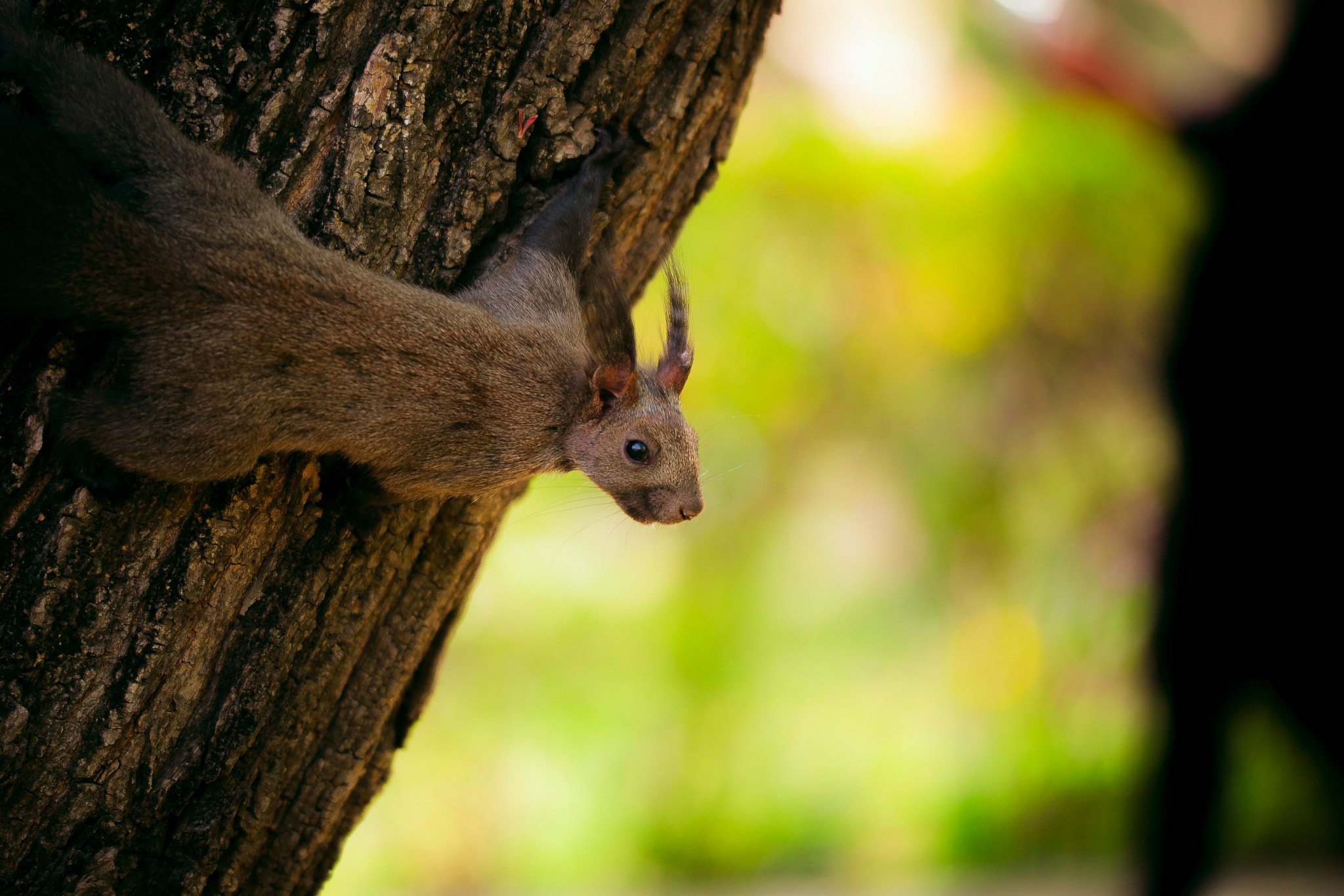 Sigma 150mm f/2.8 EX DG OS HSM APO Macro sample photo. Squirrel photography