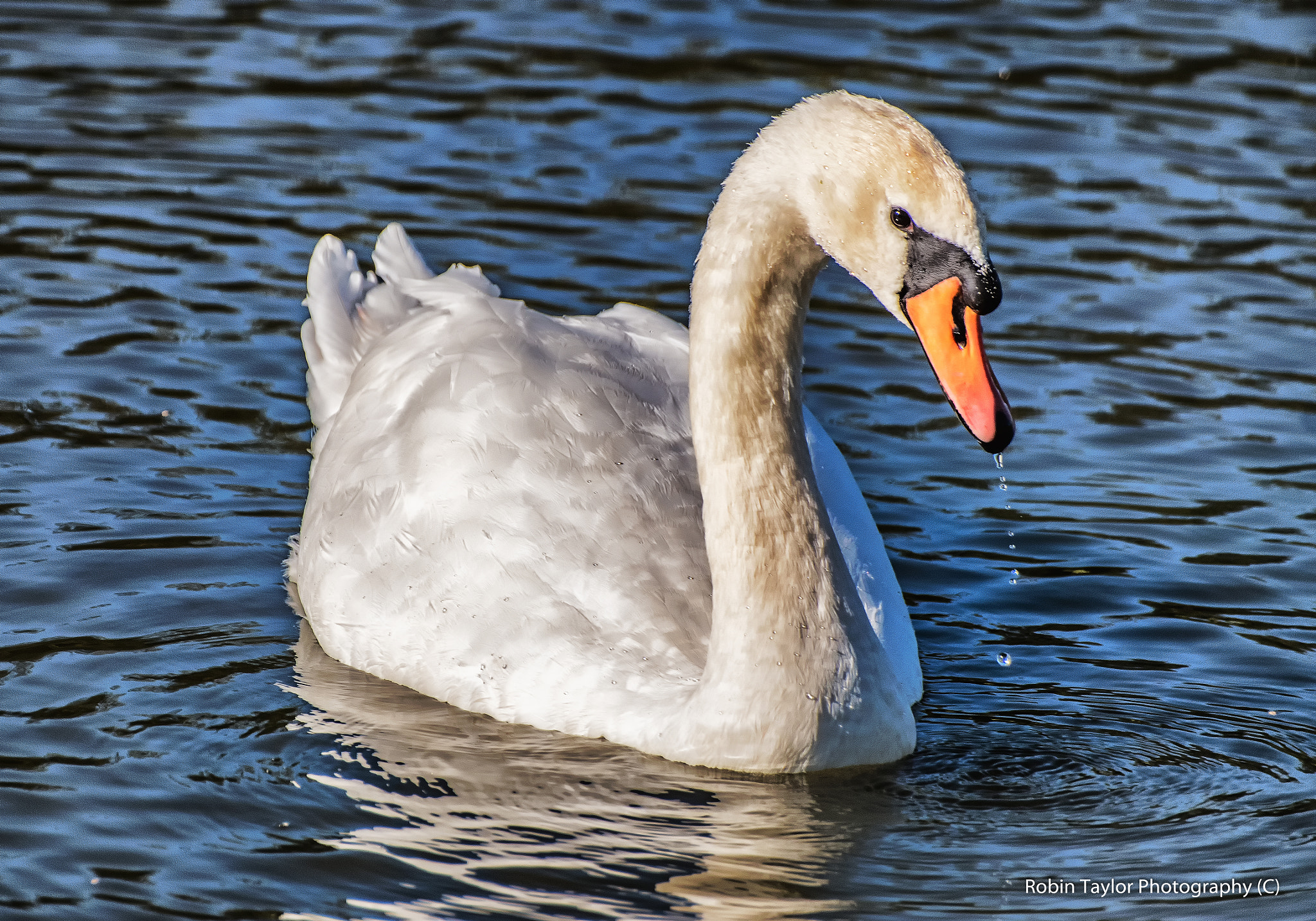 Pentax K-S1 + Sigma sample photo. Swan photography