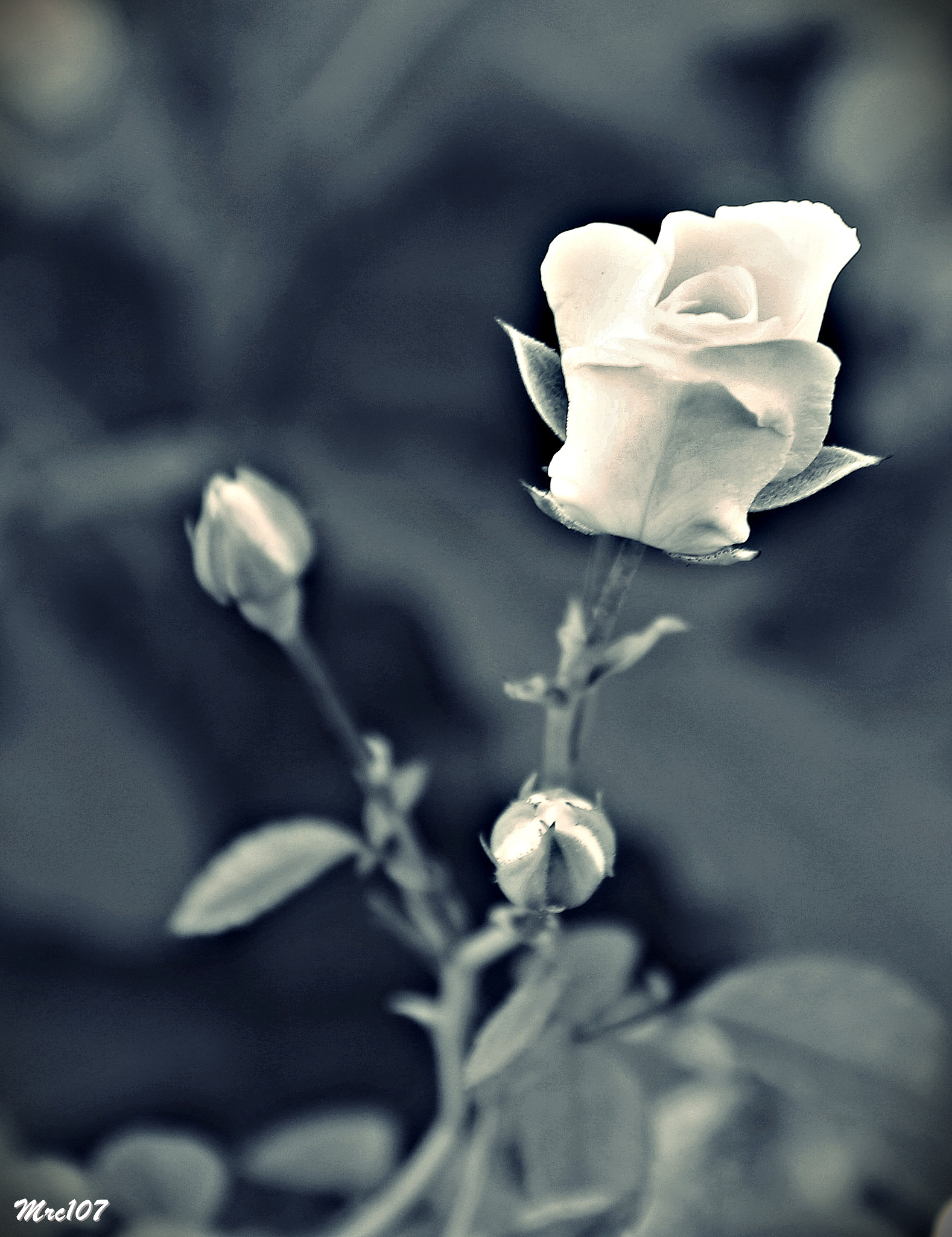 Sigma 17-70mm F2.8-4 DC Macro OS HSM sample photo. Boccioli photography