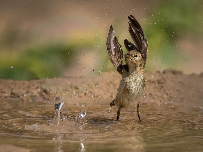 Sparrow bathes