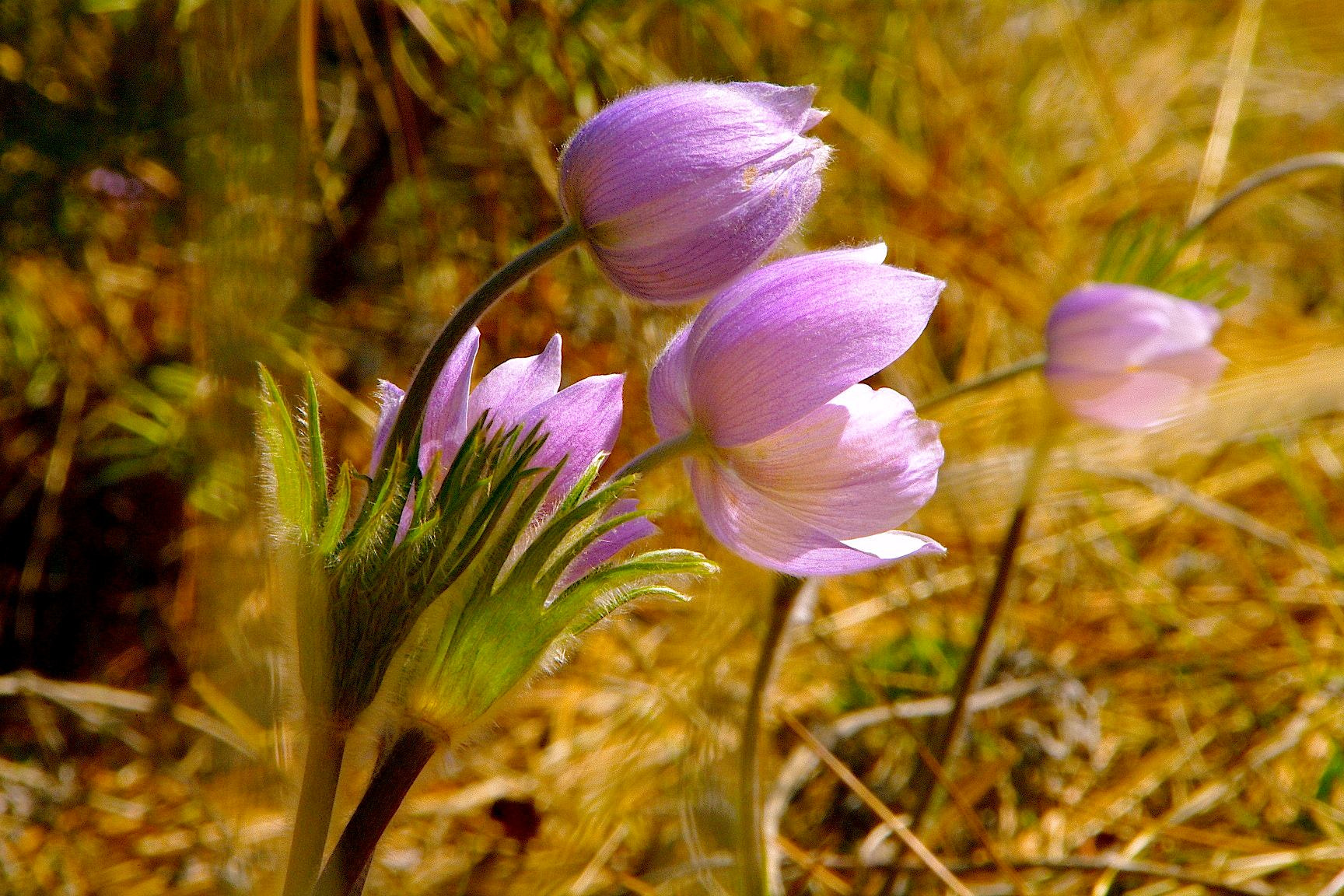 Pentax K-7 sample photo. Kootenay wild flowers photography