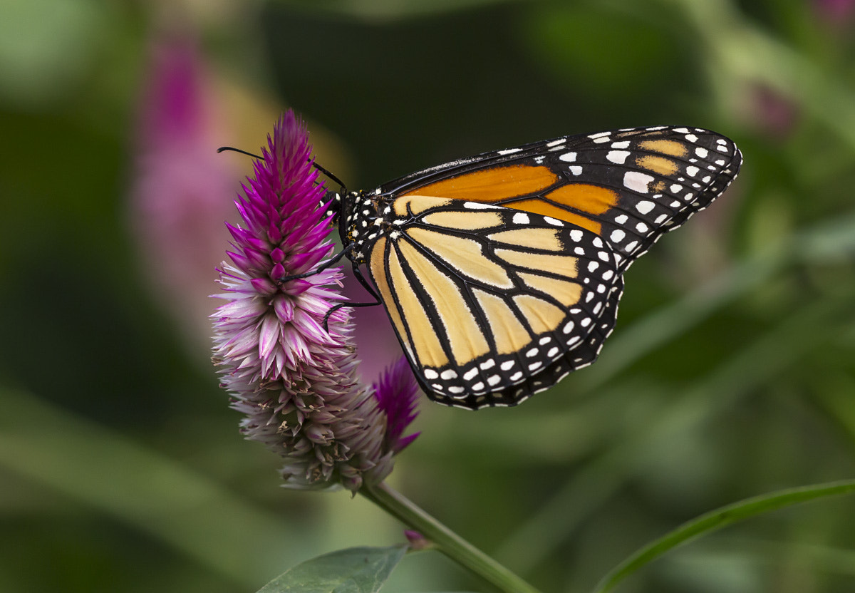 Sigma APO Macro 150mm f/2.8 EX DG HSM sample photo. Danaus plexippus (2) photography
