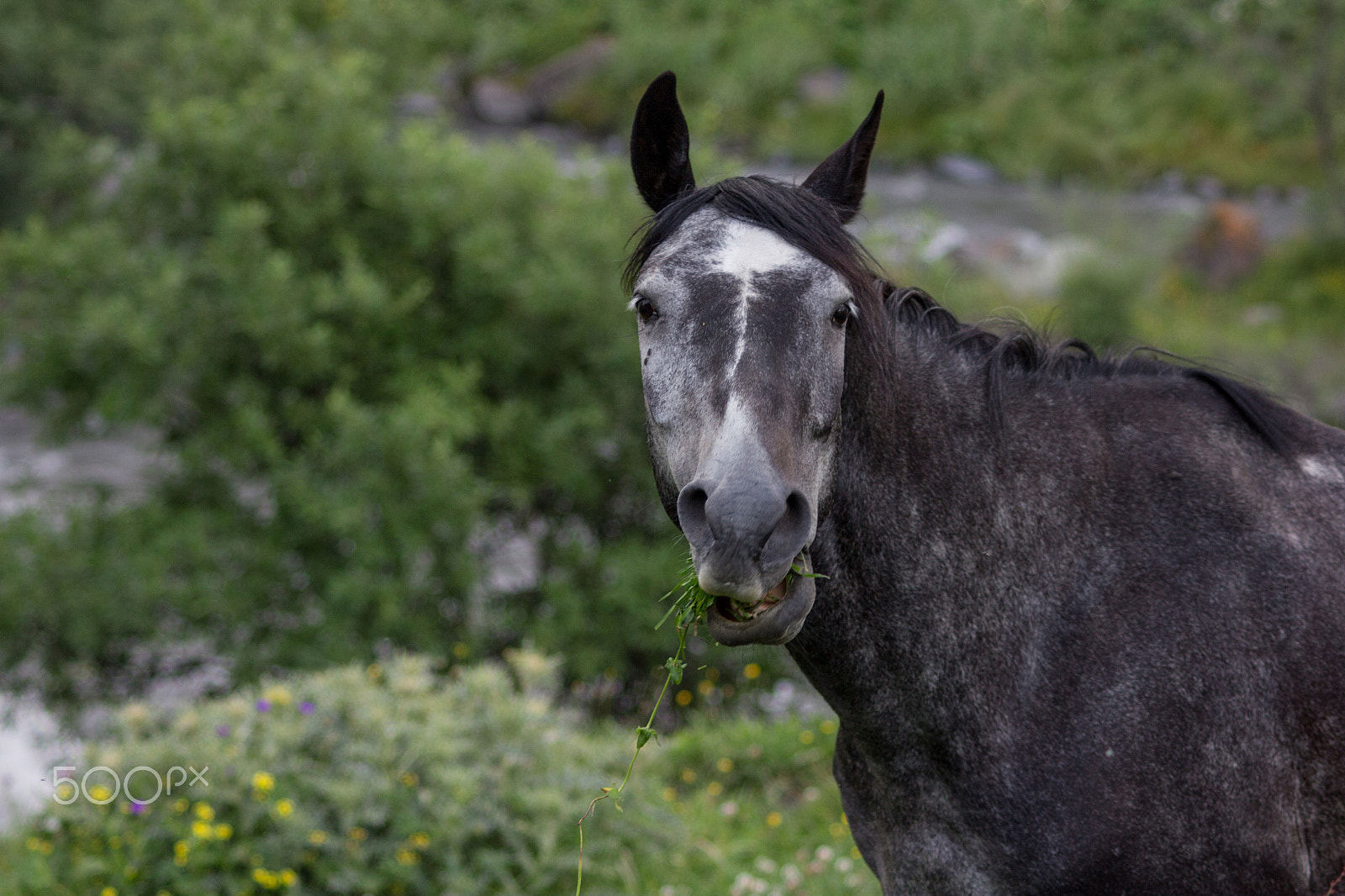 Canon EOS 60D + Canon EF 70-210mm f/4 sample photo. Crazy horse photography