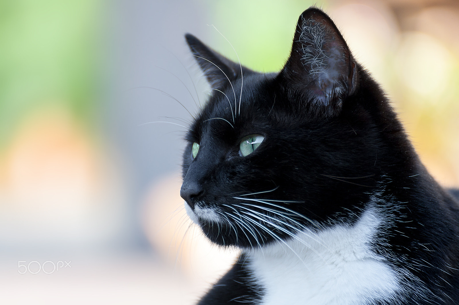 Tamron SP 35mm F1.8 Di VC USD sample photo. Cat portrait hummel photography