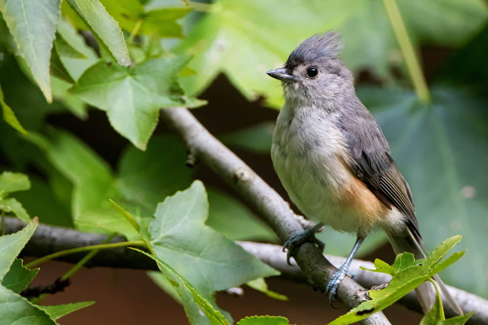 Canon EOS 80D + Canon EF 500mm F4L IS USM sample photo. Titmouse in the sweetgum tree photography