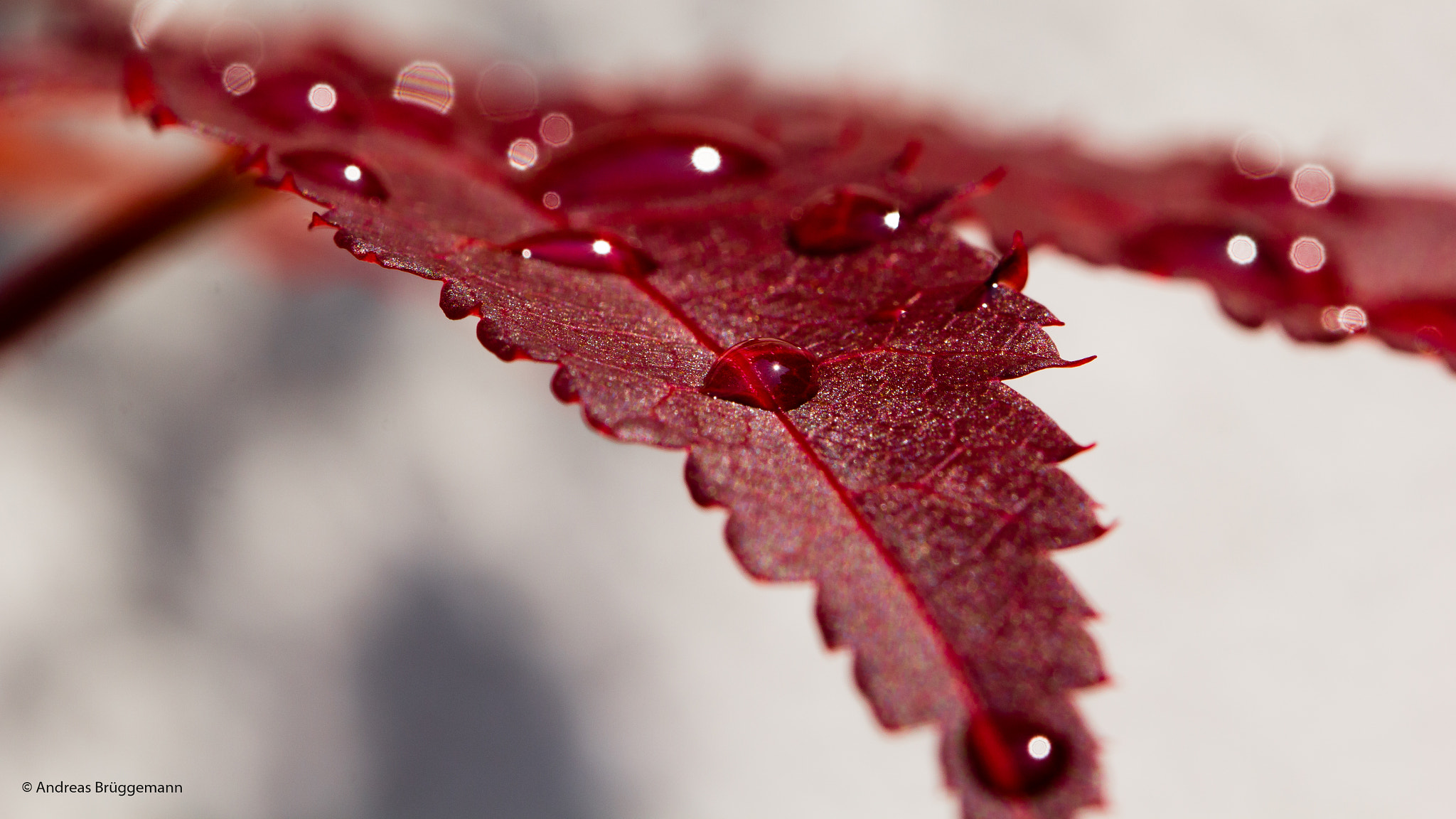 Canon EOS 60D + Canon EF 100mm F2.8L Macro IS USM sample photo. Drops on red leaf_01 photography