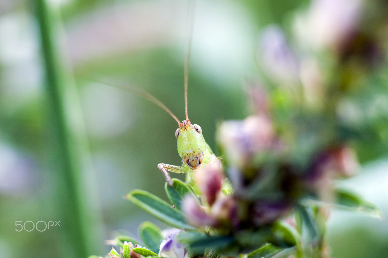 Nikon D90 + Nikon AF Micro-Nikkor 60mm F2.8D sample photo. Locust photography