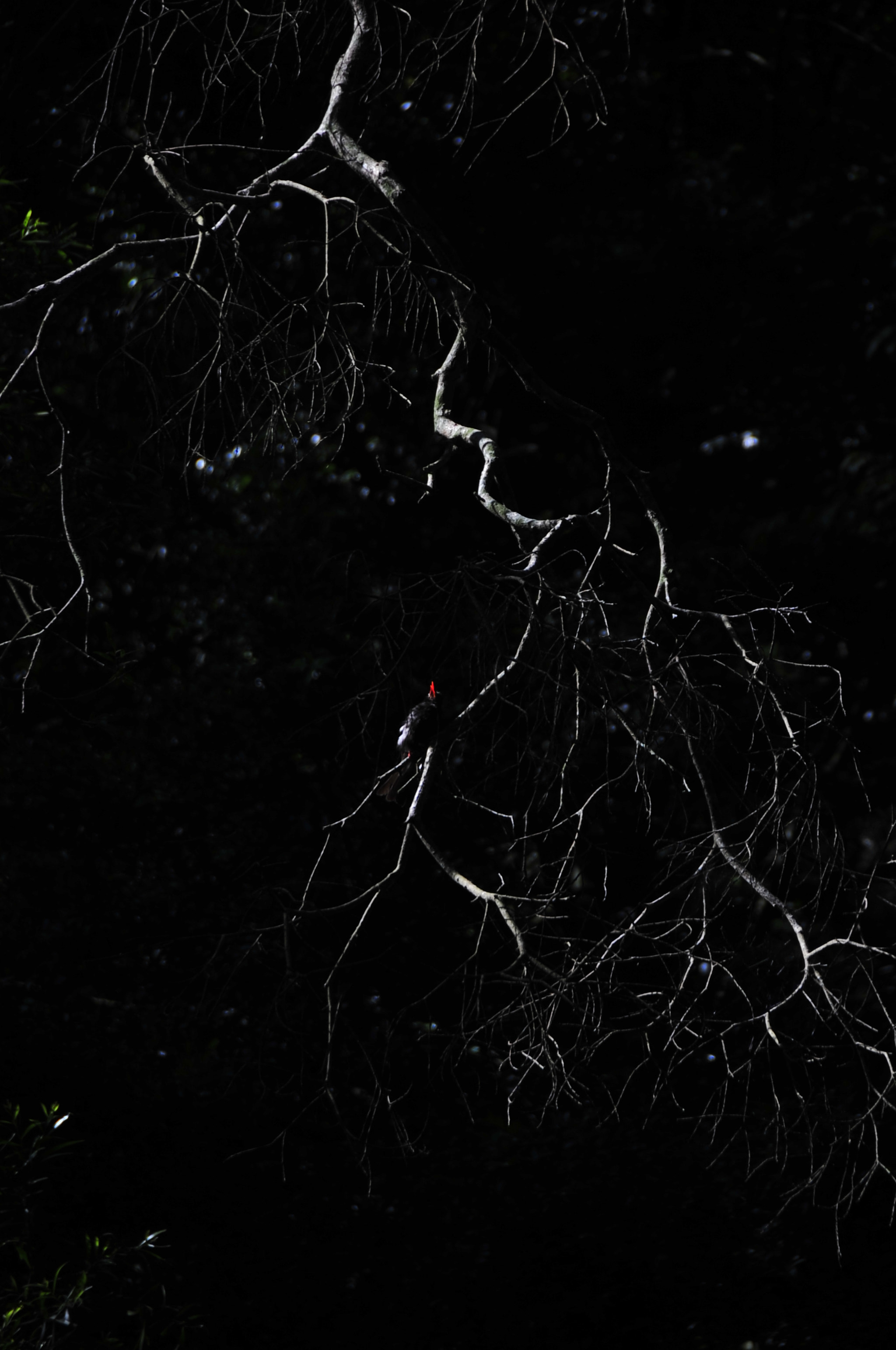 Nikon D3 sample photo. .. photography
