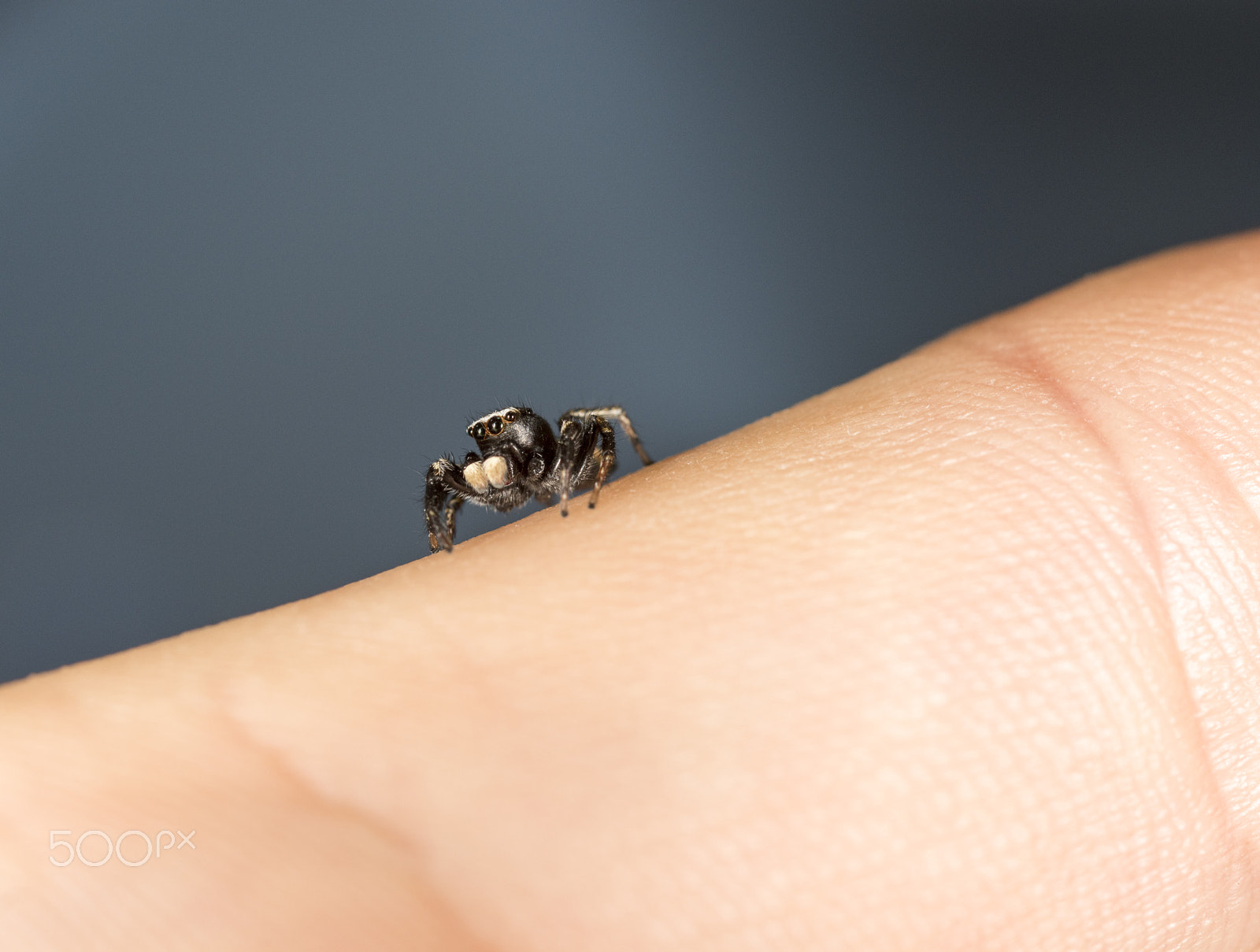 Nikon D810 + Nikon AF Micro-Nikkor 60mm F2.8D sample photo. Spider photography