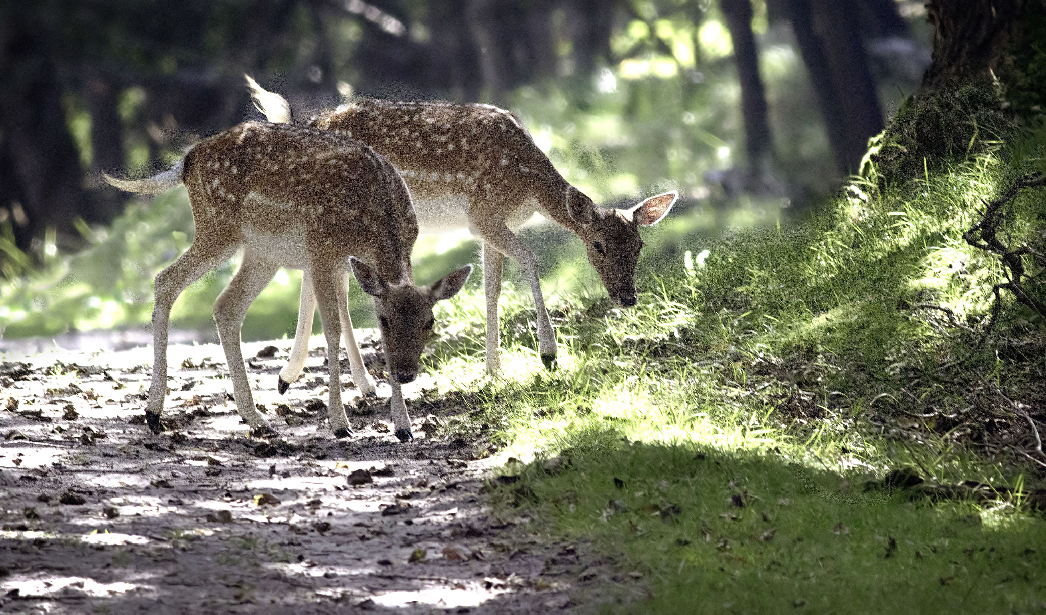 Canon EF 400mm F5.6L USM sample photo. A stroll in the forest photography