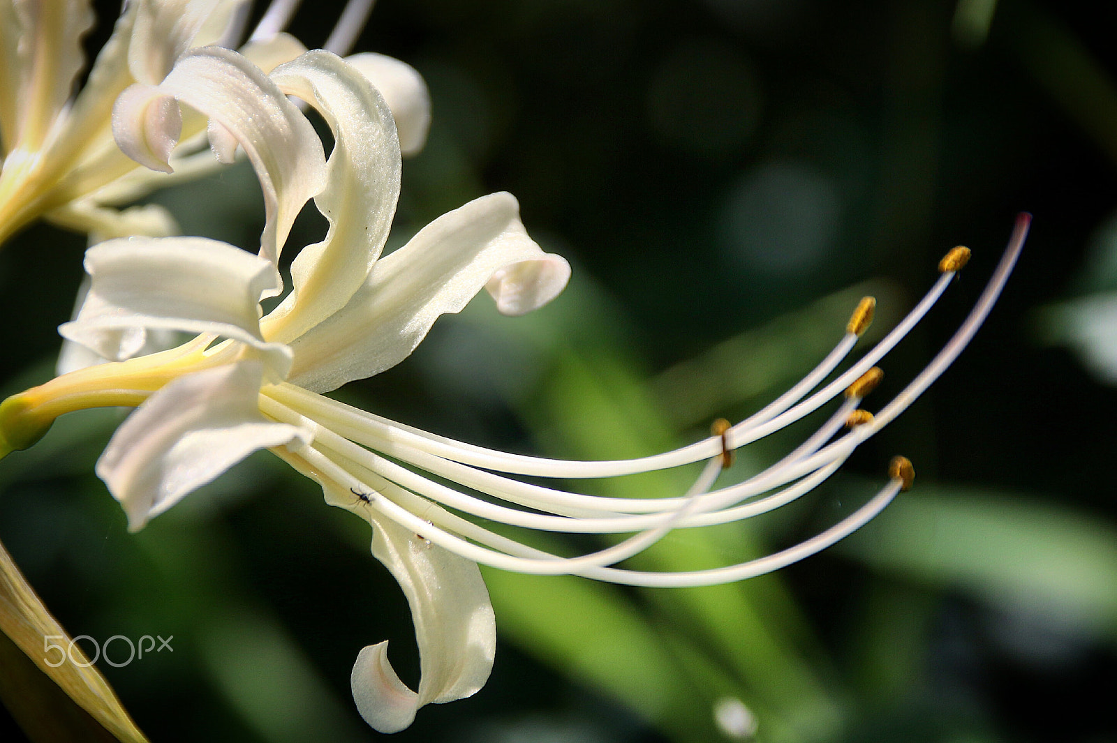 Canon 18-250mm sample photo. Flower photography