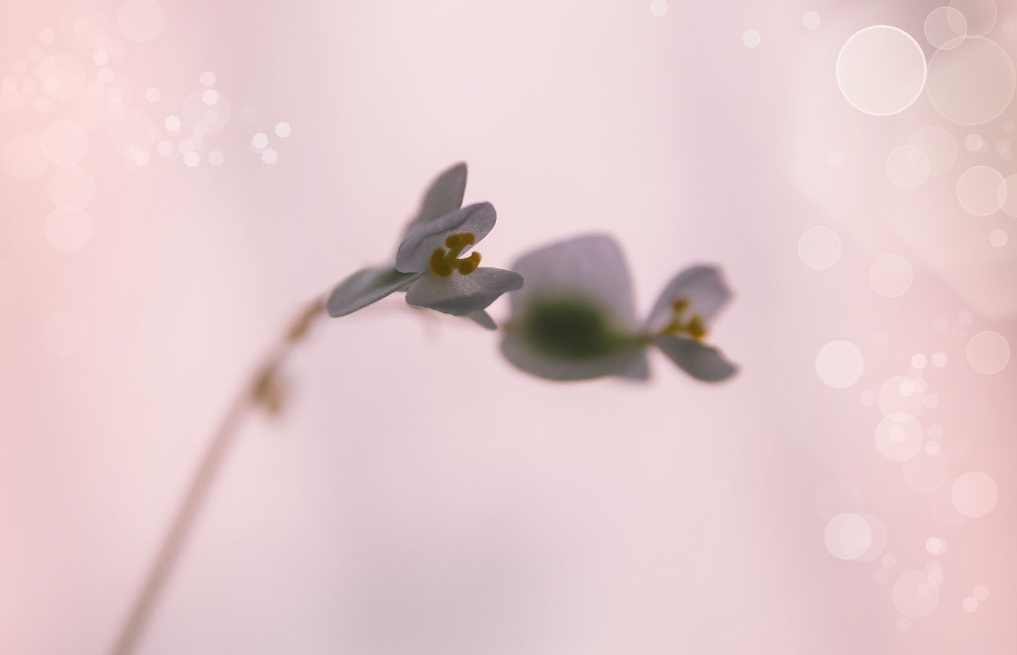 Sigma 17-70mm F2.8-4 DC Macro OS HSM sample photo. Pinky photography