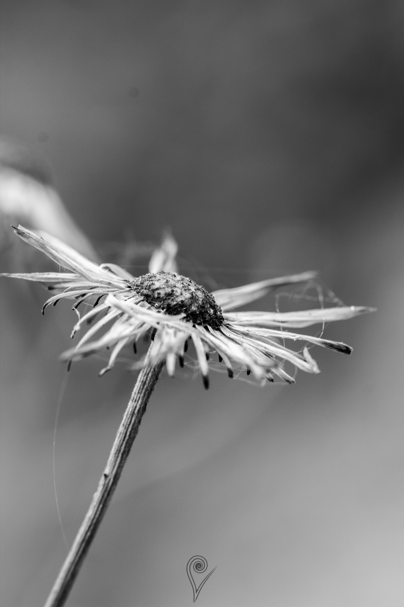 Canon EF 100mm F2.8L Macro IS USM sample photo. Flower b/w photography