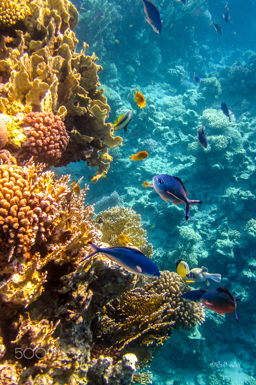 Canon PowerShot D10 sample photo. Red sea underwater. photography