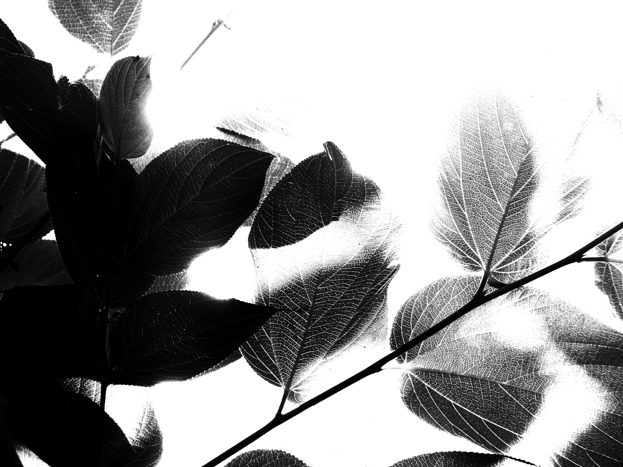 Kodak EASYSHARE Z1012 IS DIGITAL CAMERA sample photo. Wonderleaf photography