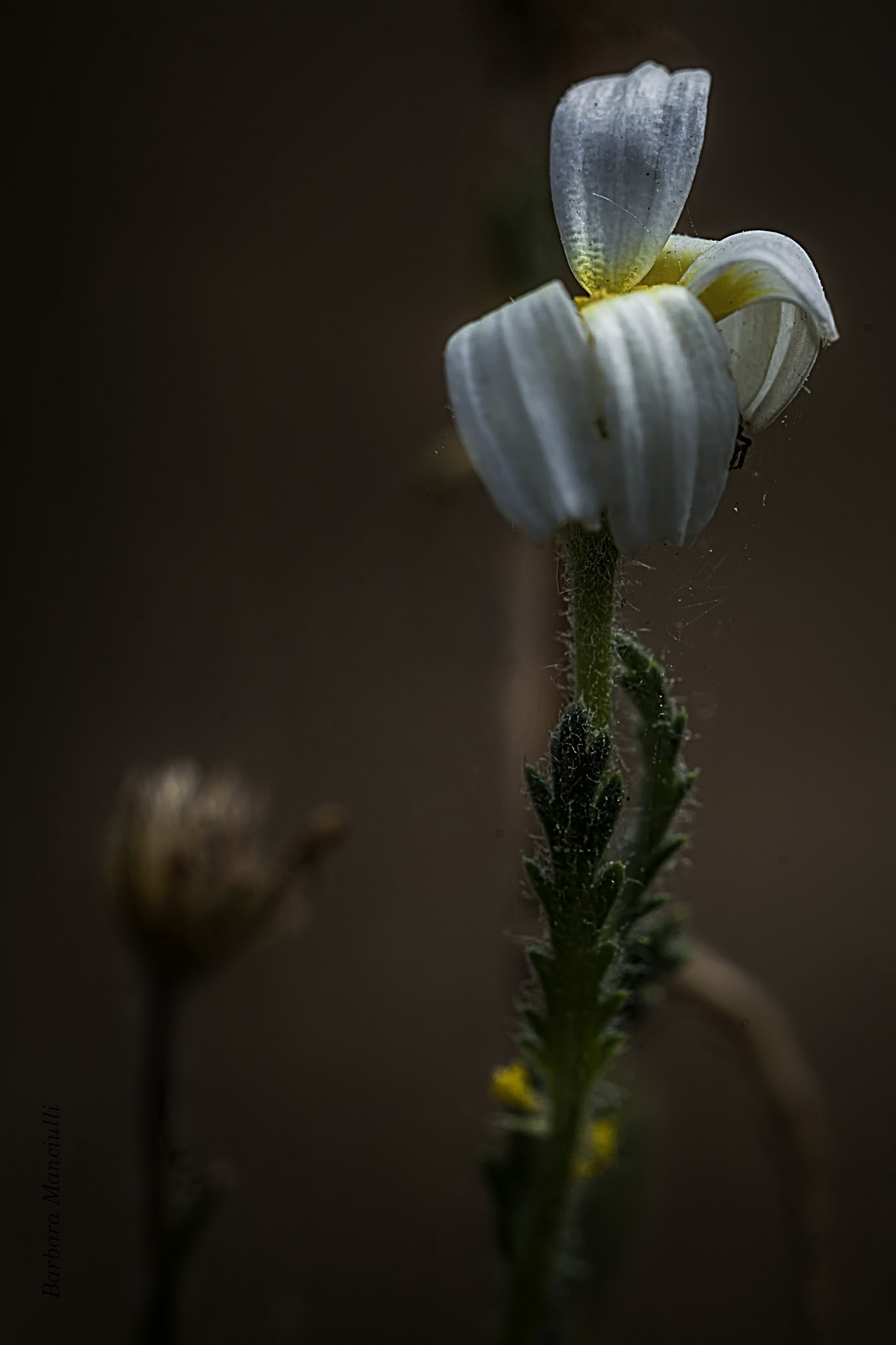 Sigma 150mm F2.8 EX DG OS Macro HSM sample photo. Petali photography