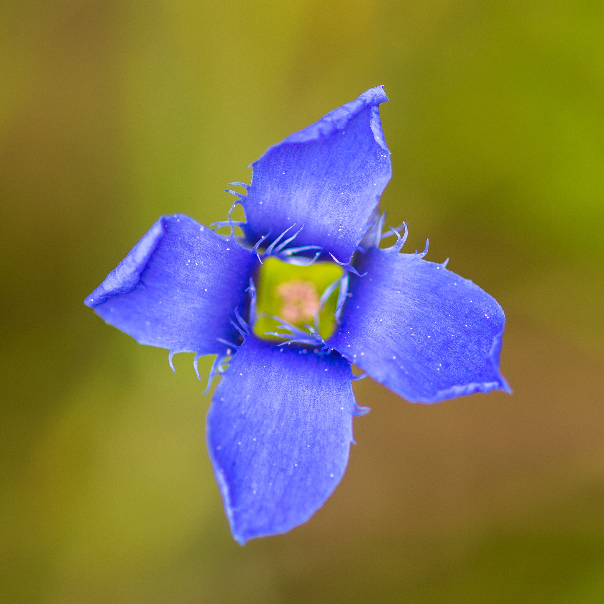 Canon EOS 6D + ZEISS Makro-Planar T* 100mm F2 sample photo. Fransen-enzian gentianella ciliata - einblick von oben photography