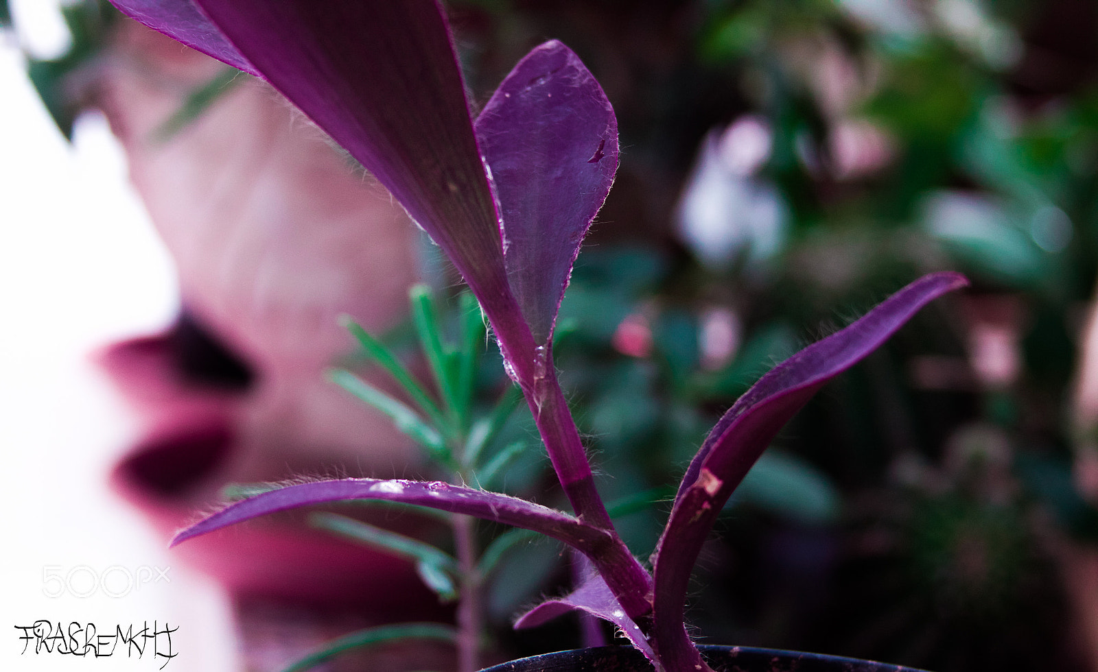 Canon EF 28-135mm F3.5-5.6 IS USM sample photo. The purple garden photography